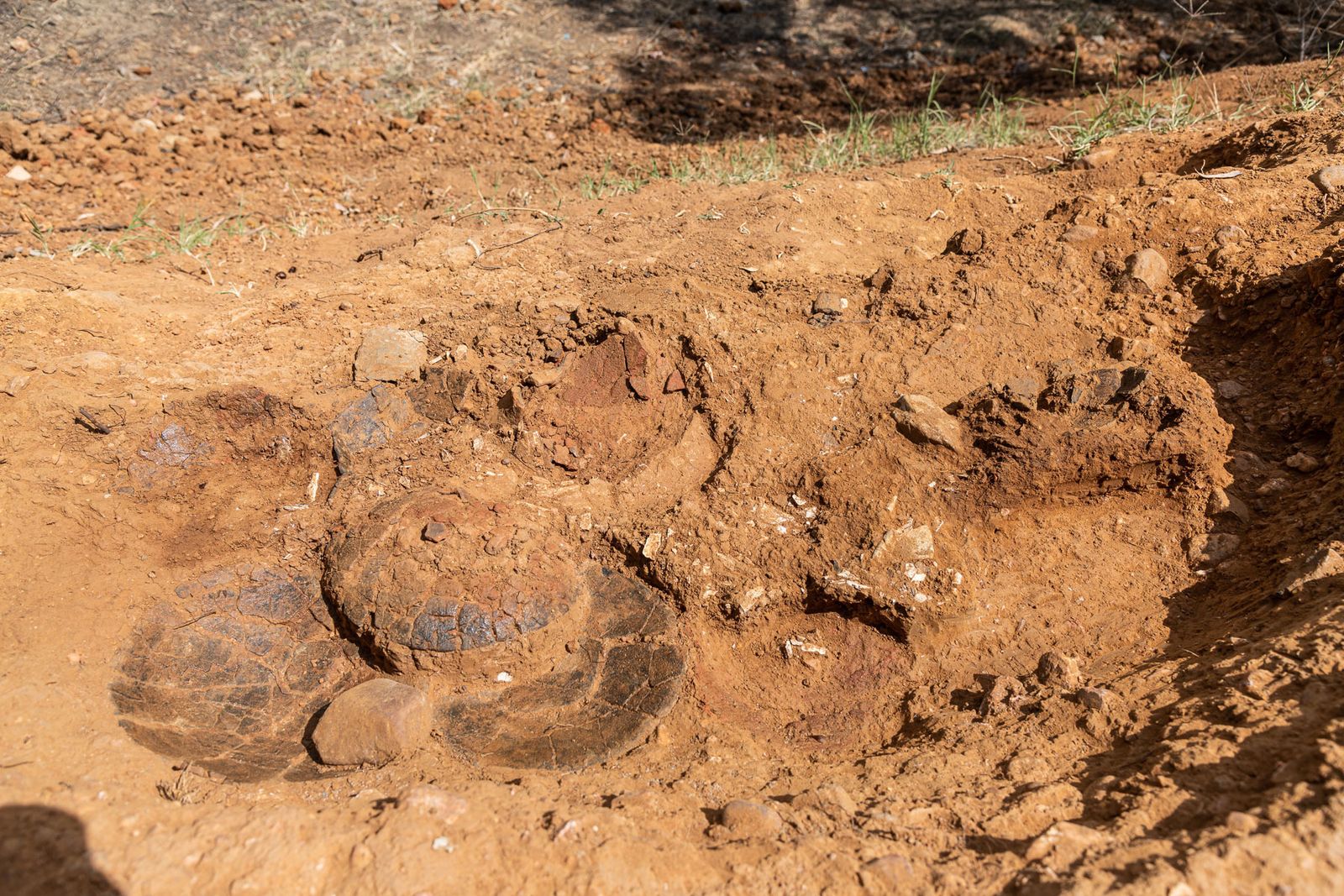 La estructura 24 correspondiente a una tumba con un gran banquete con un jabalí.