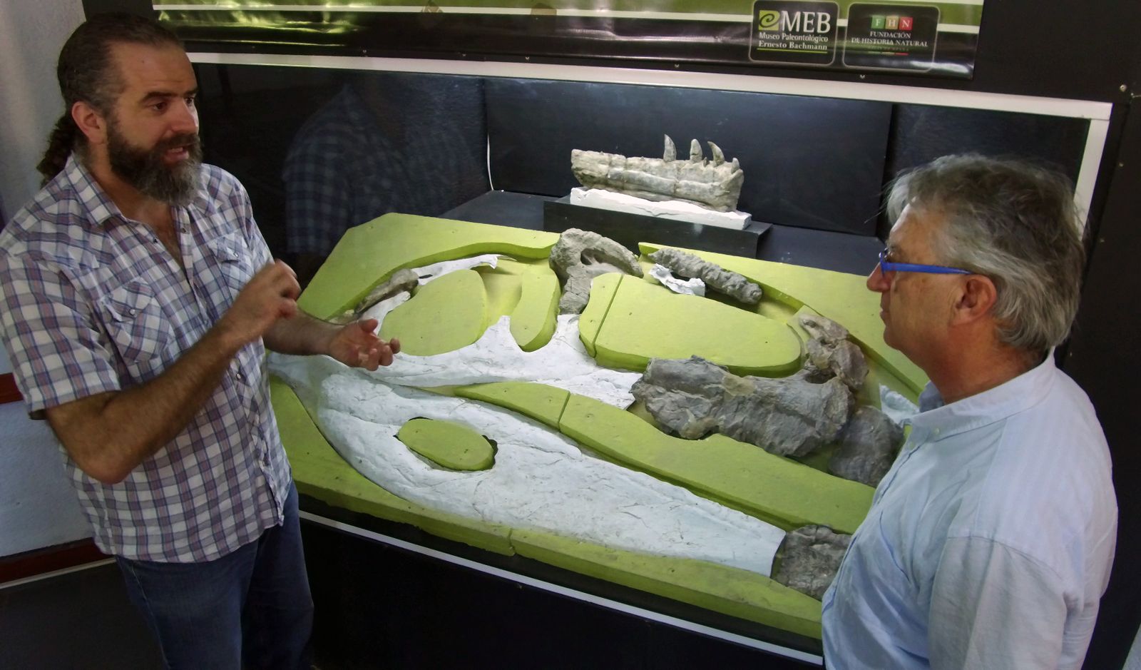 Restos originales del cráneo de Giganotosaurus en el Museo Ernesto Bachmann (Villa El Chocón, Argentina).