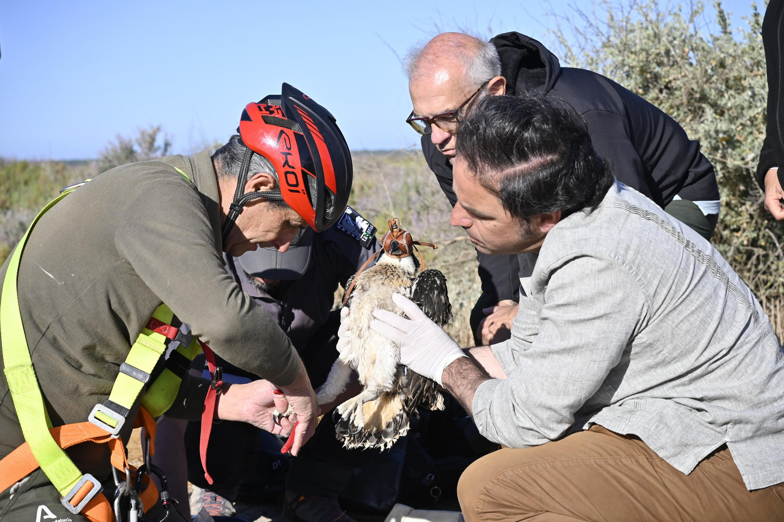 Anillamiento de tres pollos de águila pescadora nacidas en el Paraje Natural Marismas del Odiel