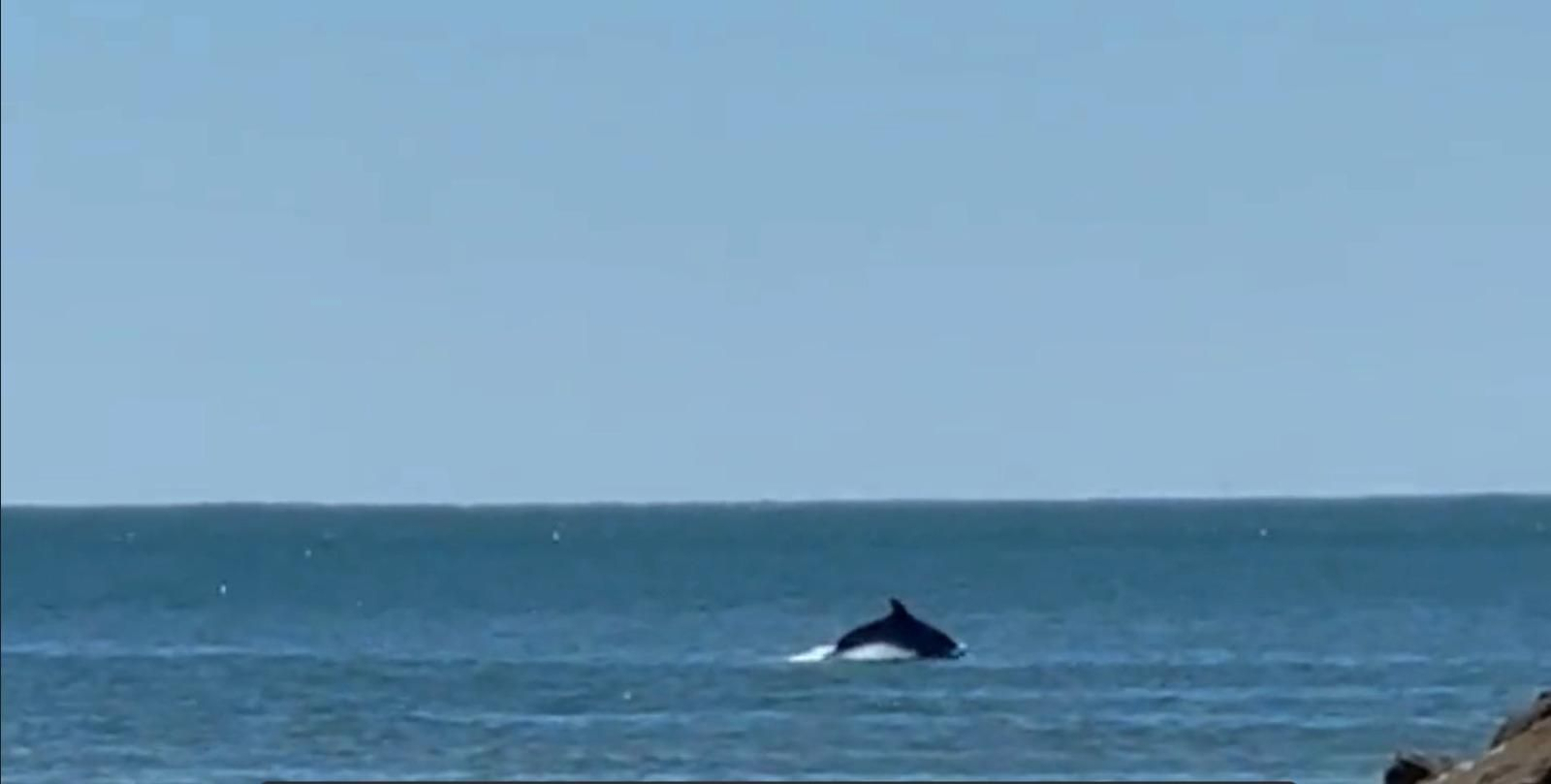 Uno de los delfines saltando por encima del agua.