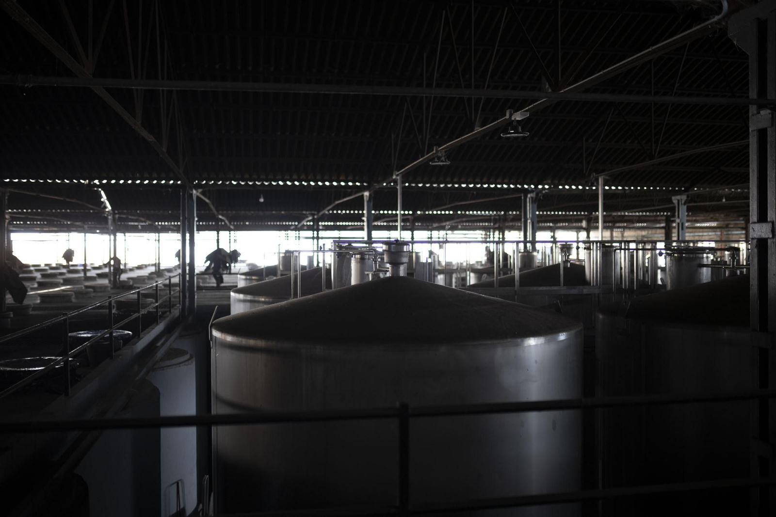 Imágenes de la vendimia en el Condado de Huelva