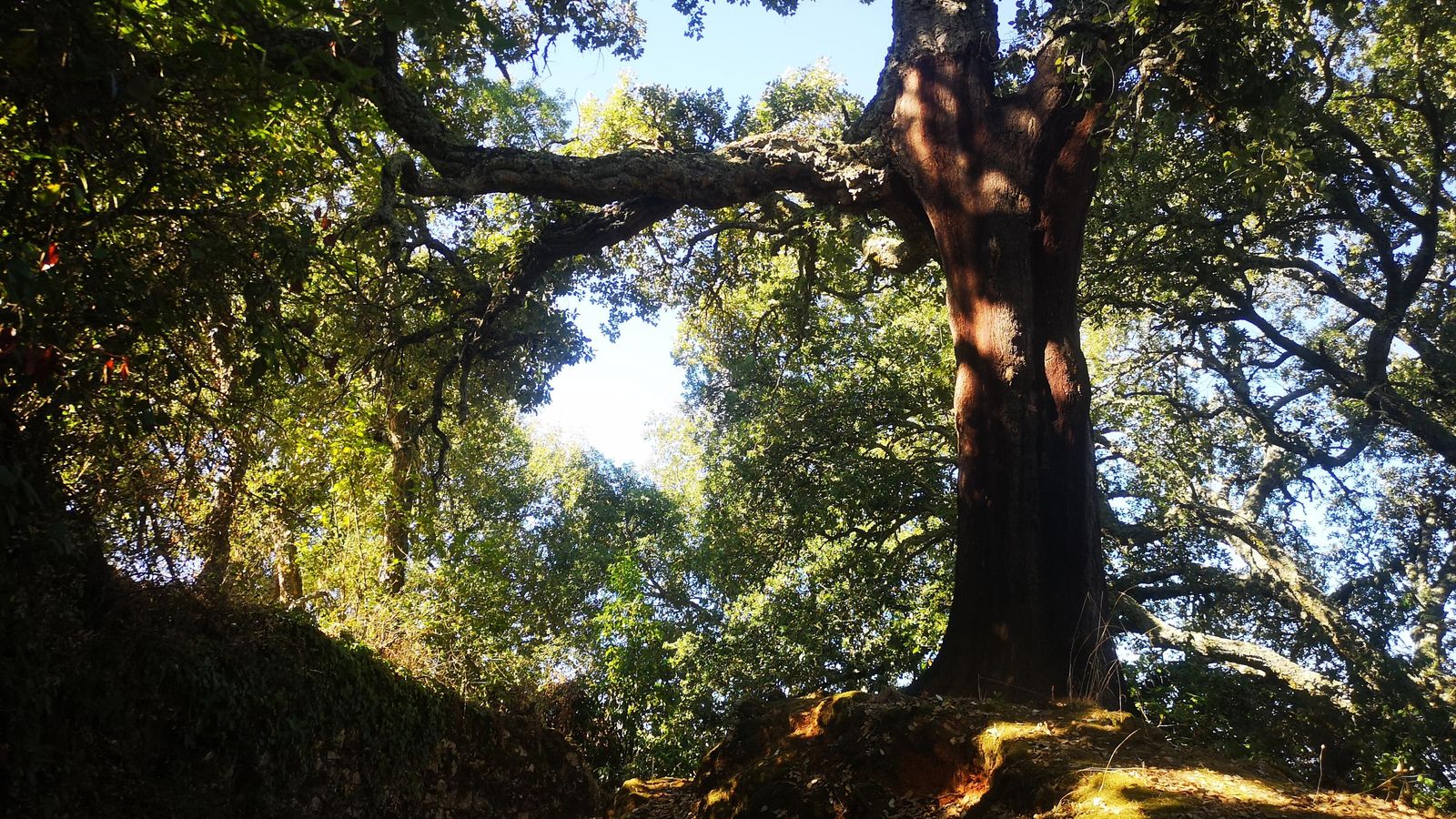 Alcornoque al pie del camino.