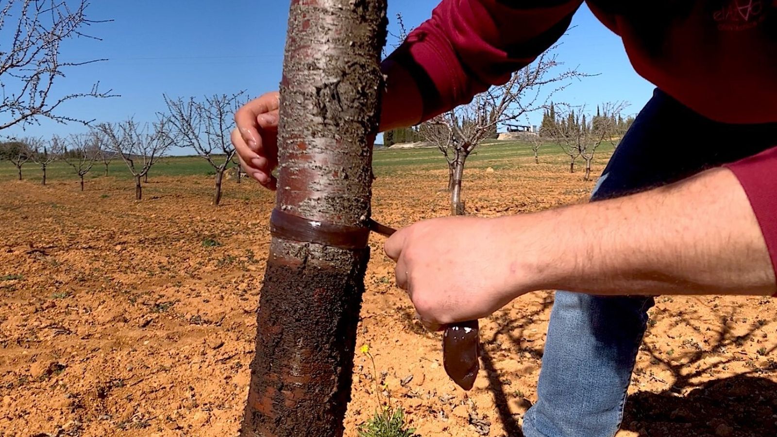Aplicación de Pegafit en almendro.