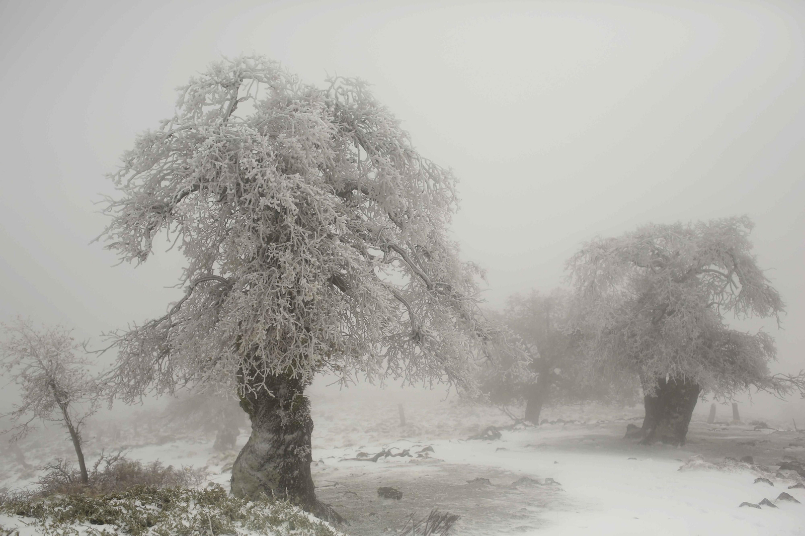 Manto blanco sobre la Sierra de las Nieves