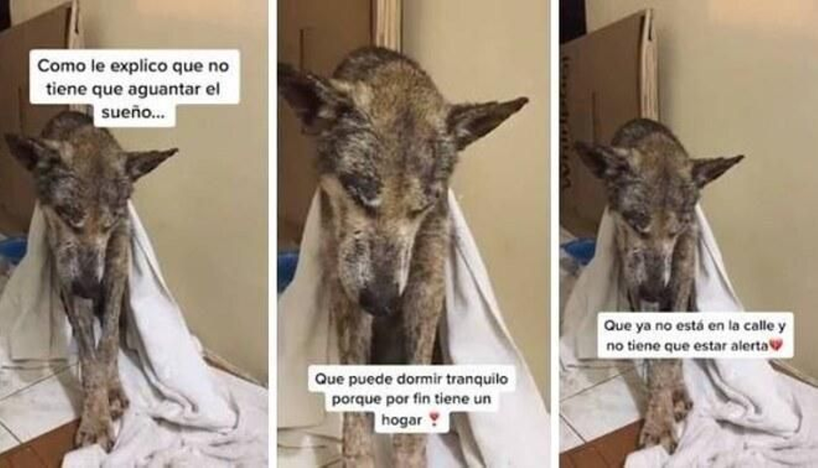 Un perro callejero rescatado piensa que sigue en la calle y le da miedo dormir