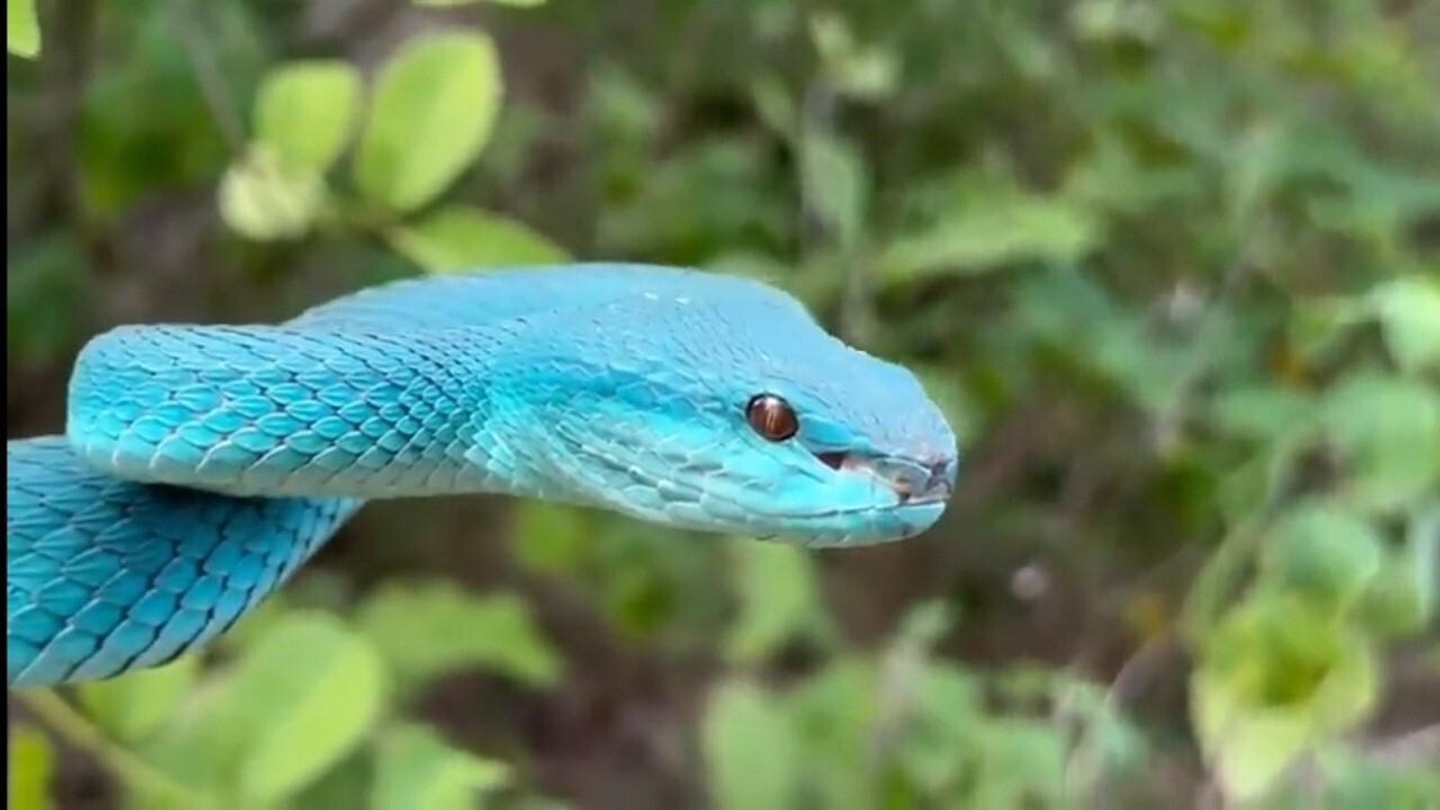 La víbora azul, de asombrosa belleza, que ha mordido a Frank Cuesta