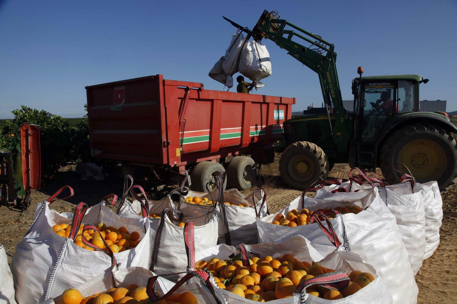 Un camión  carga en un camión  sacas de naranjas.