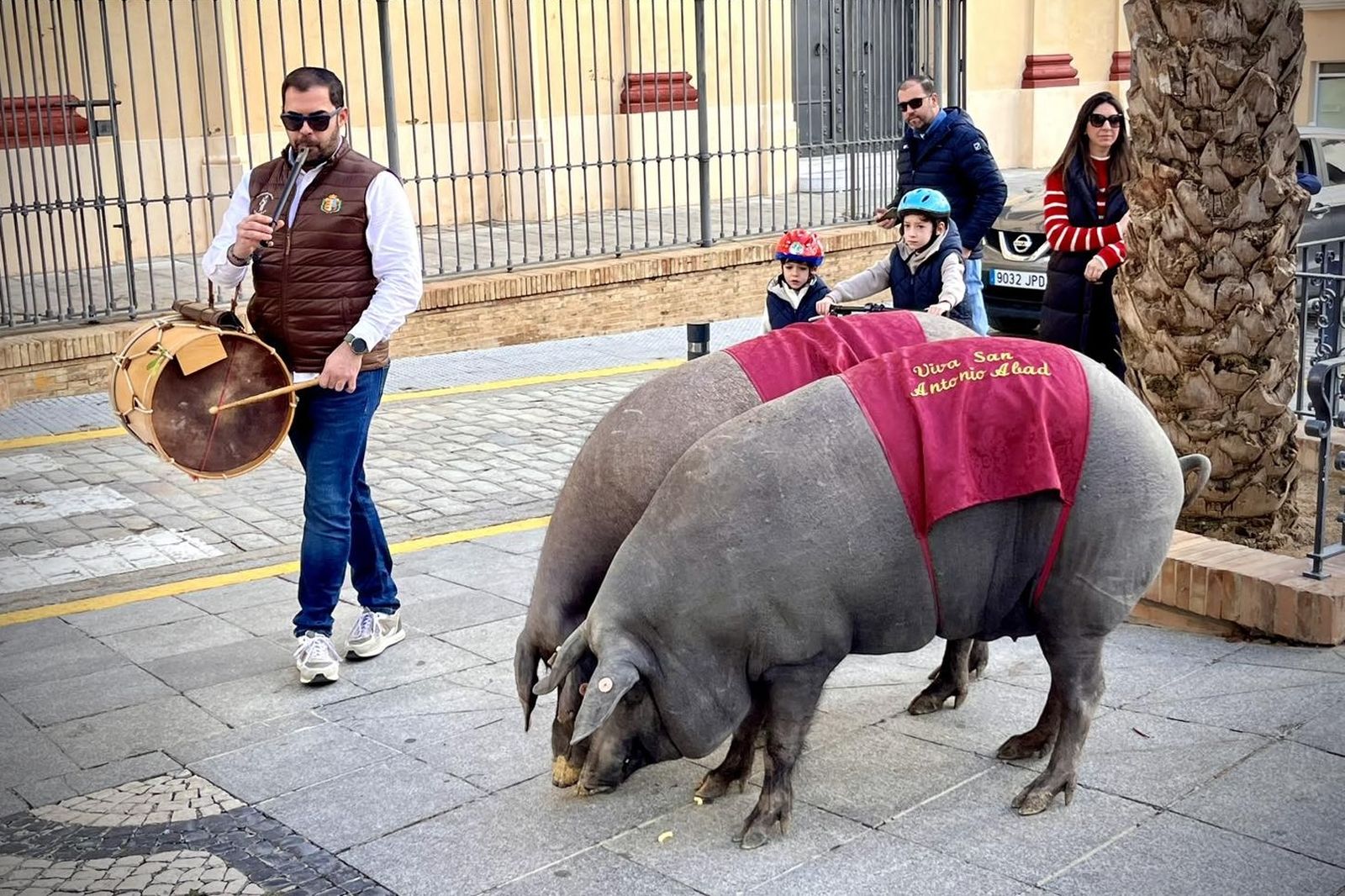 Estos paseos marcan el inicio de la cuenta atrás para las fiestas de San Antonio Abad