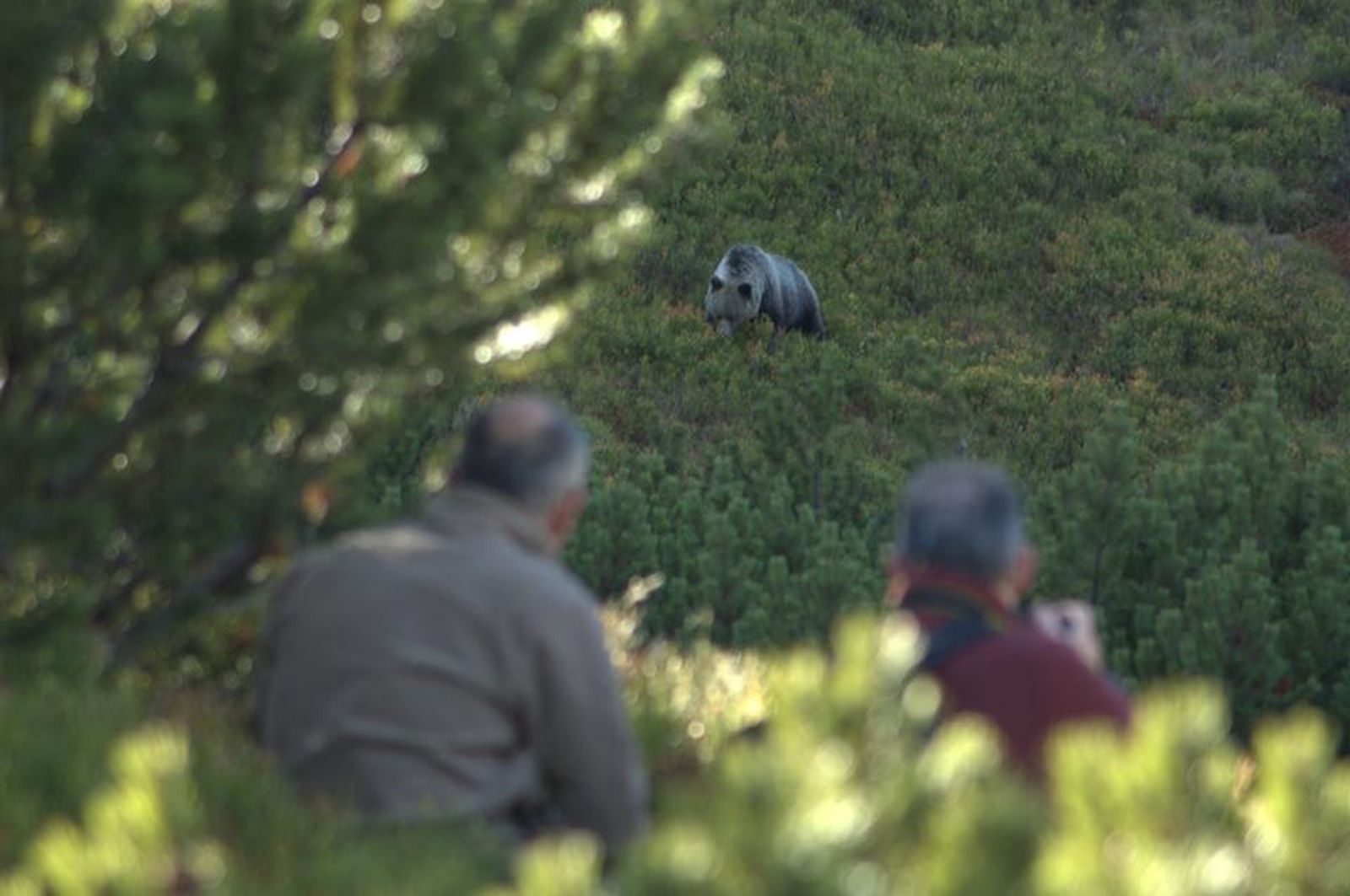 Los animales se movieron más lejos en el confinamiento, según un estudio de la revista Science y la Universidad de Huelva