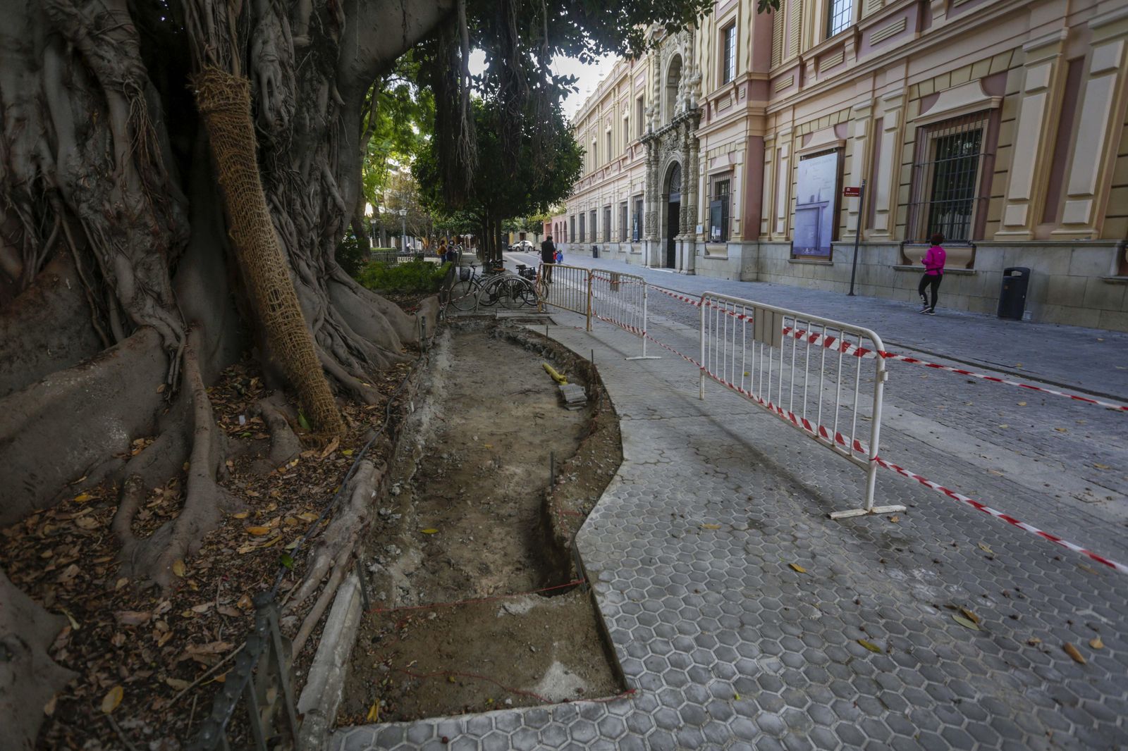 Obras de ampliación del parterre para el ficus.