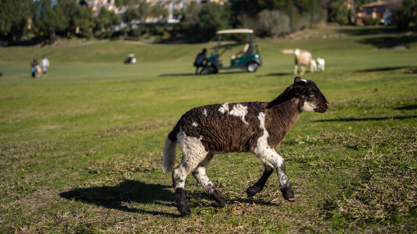 Ovejas por el campo de Montecastillo.
