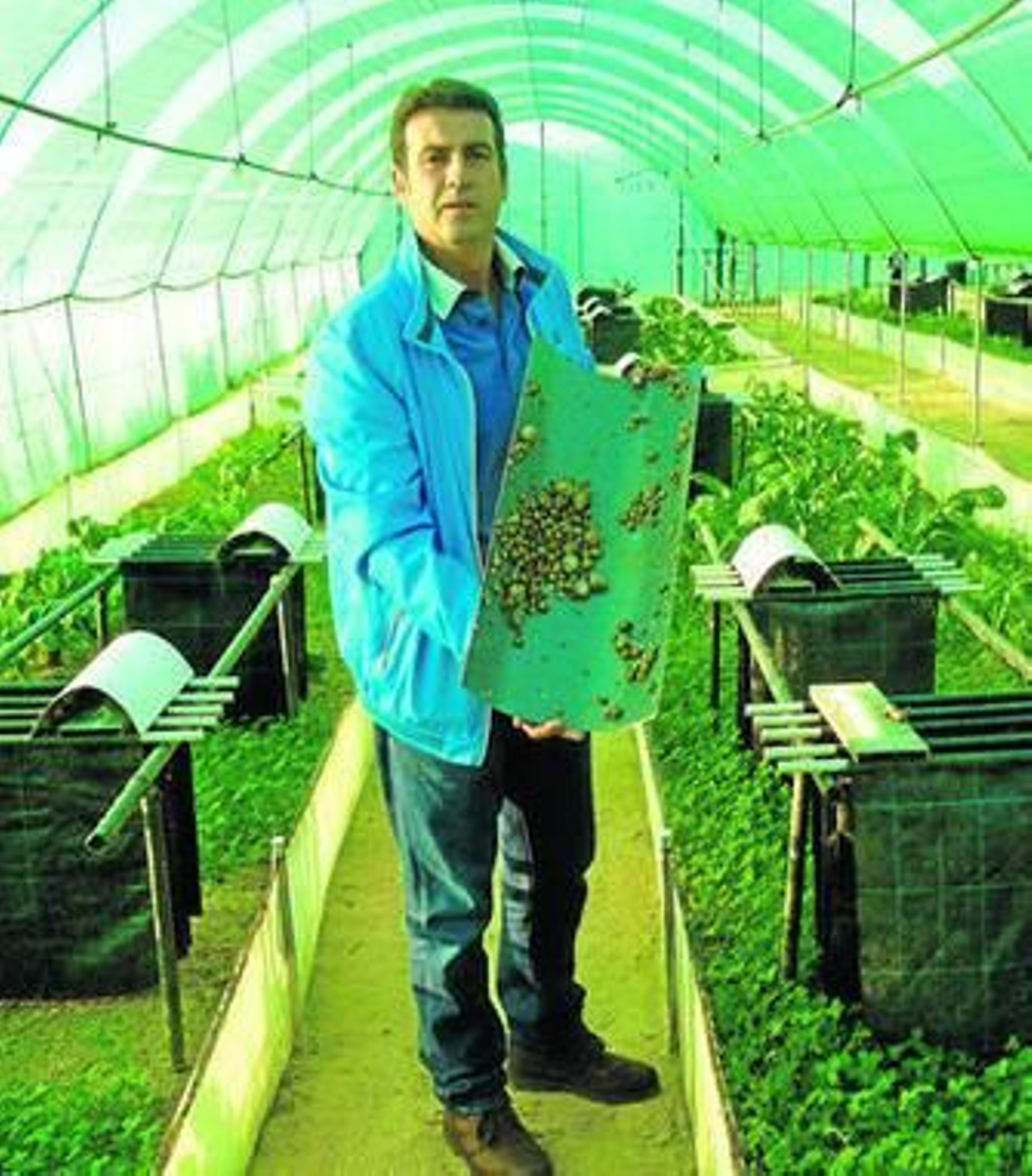 El criador bonariego José Manuel Prieto, con una plancha repleta de caracoles de sus instalaciones.