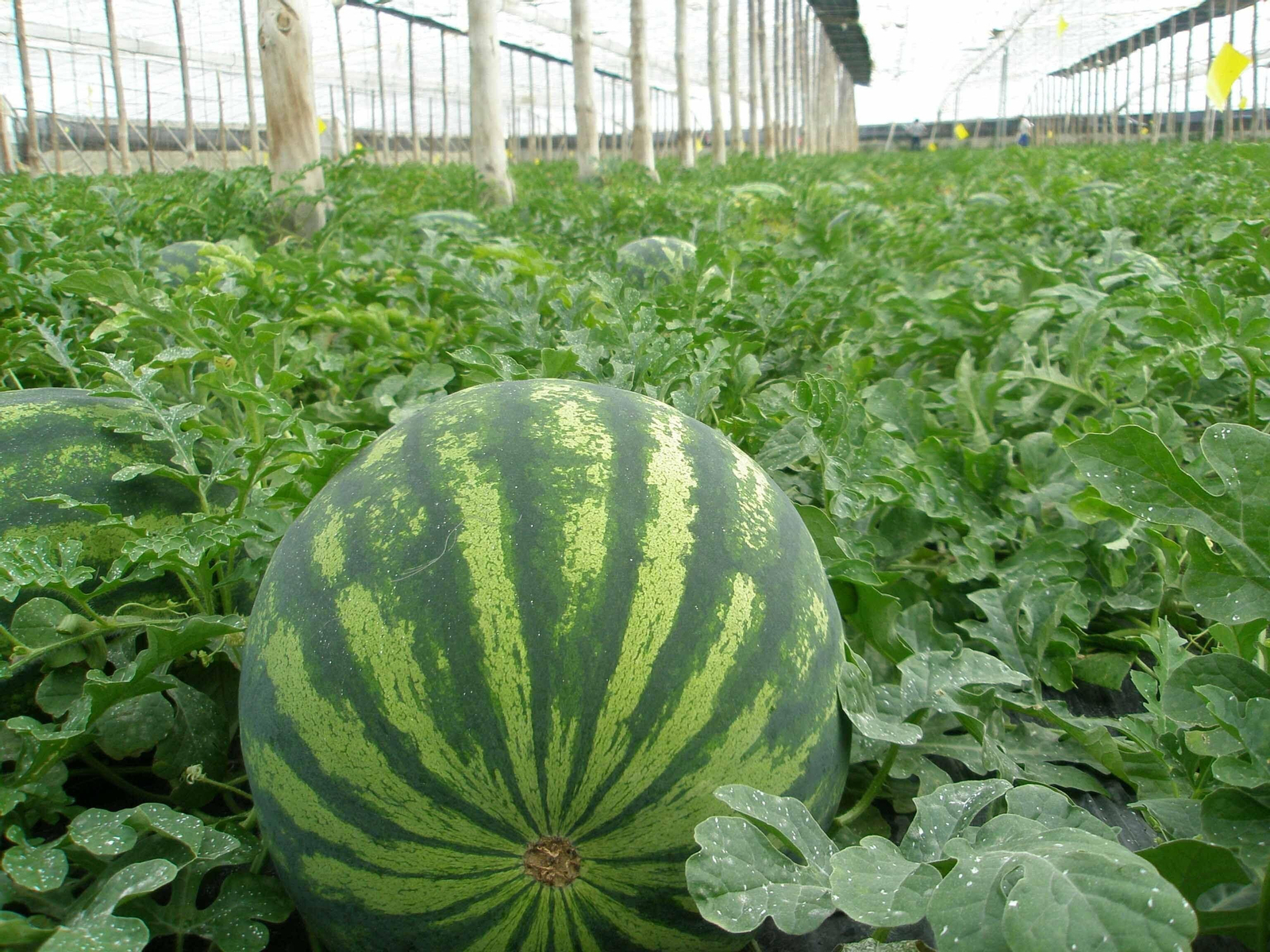 El poniente producirá 500.000 toneladas de sandía El poniente producirá 500.000 toneladas de sandía