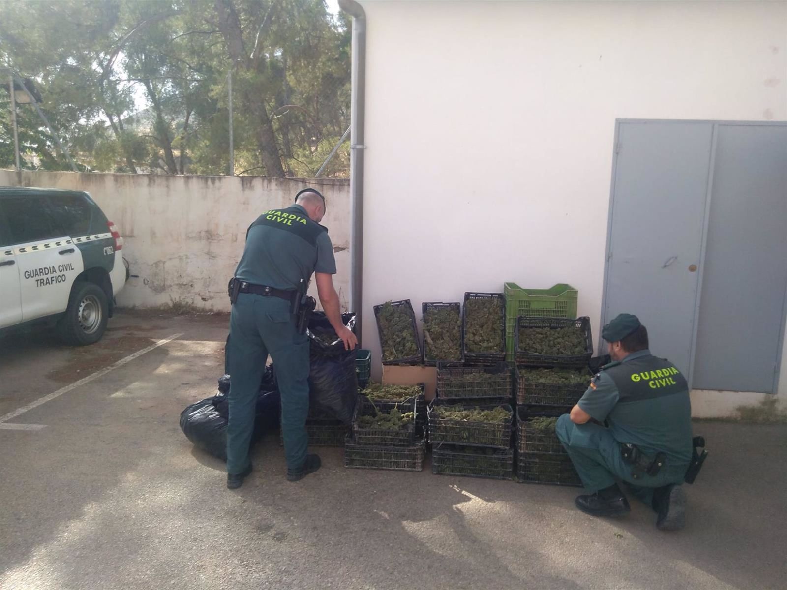 Imagen de la marihuana intervenida en Jayena por la Guardia Civil