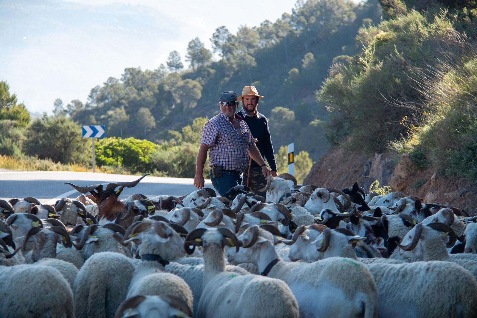 Gabriel y Jorge junto a su rebaño de ovejas
