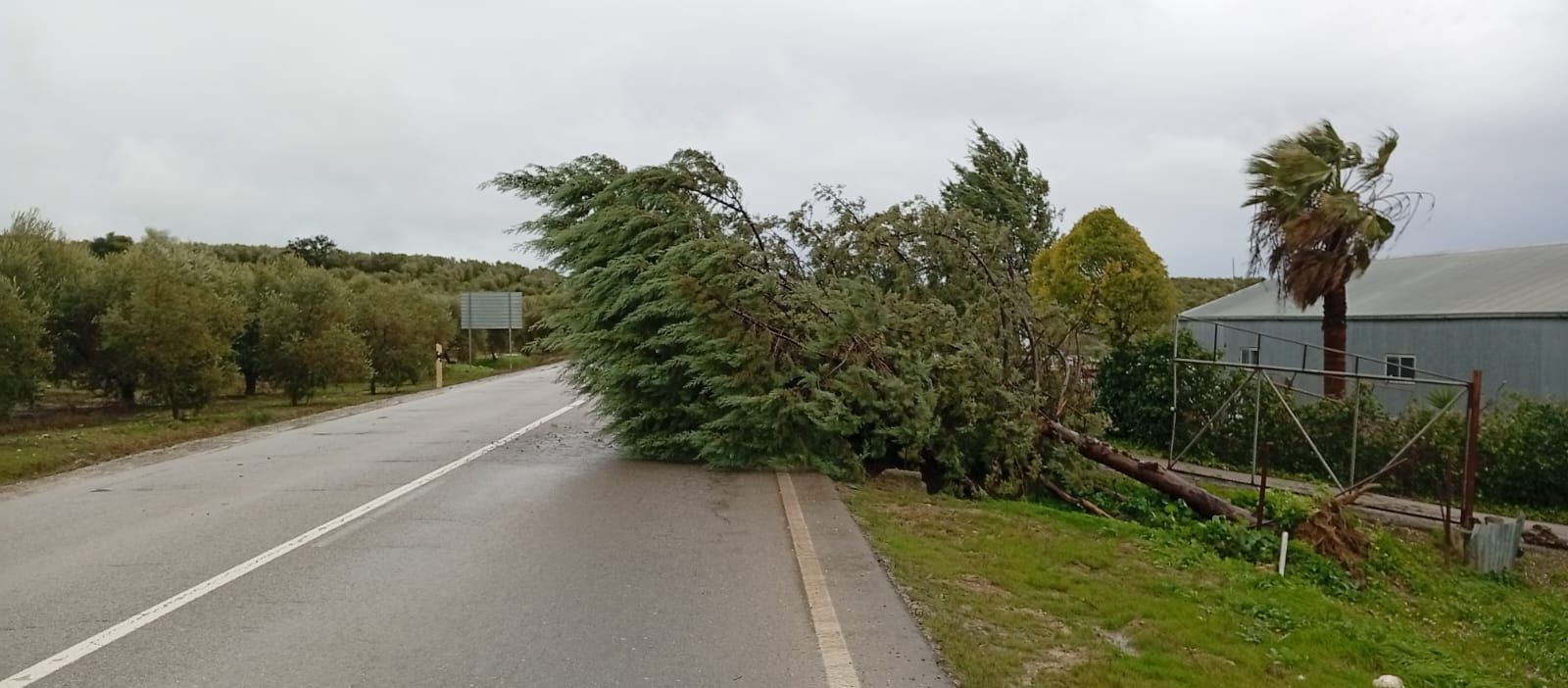 Carretera Cortada antigua C-336 en Monturque este pasado miércoles..