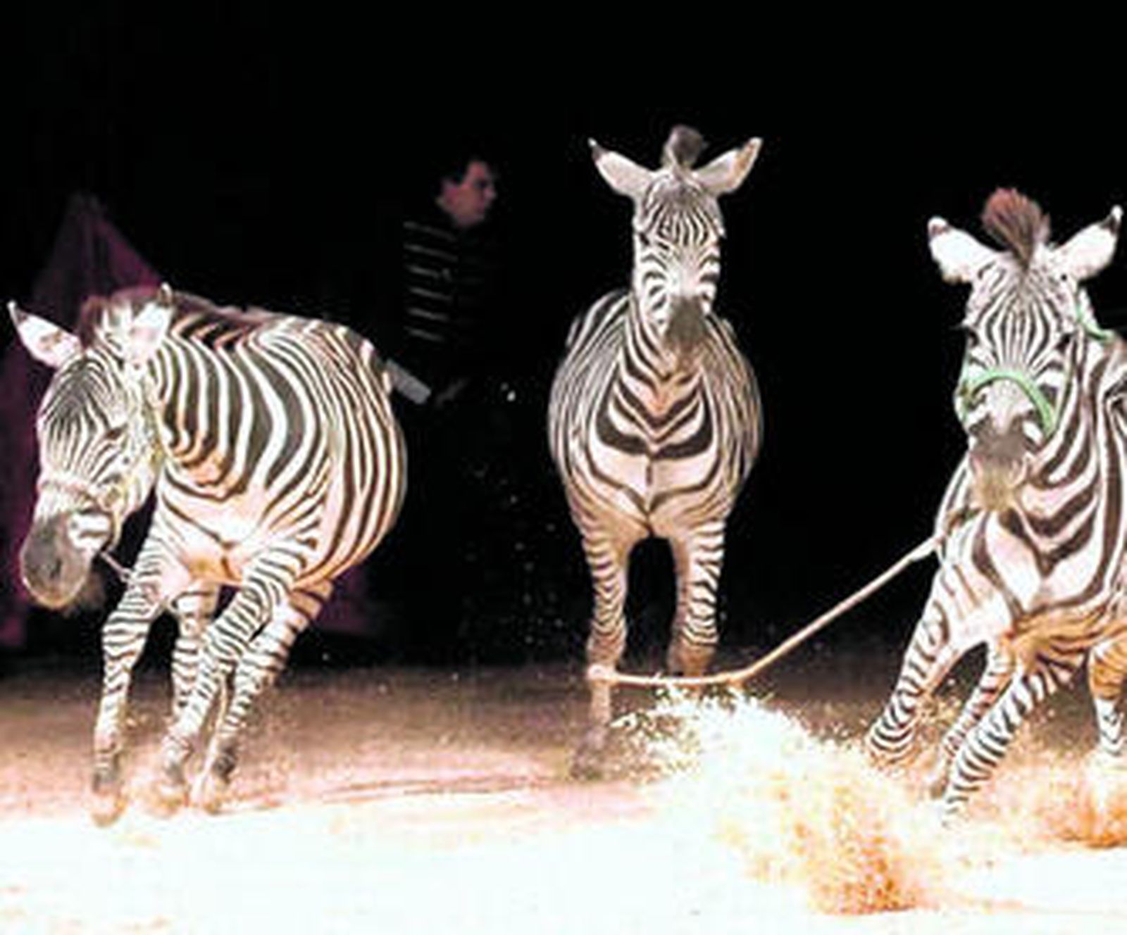 Equilibrio, magia y humor conviven con los animales exóticos en el espectáculo que puede verse desde hoy