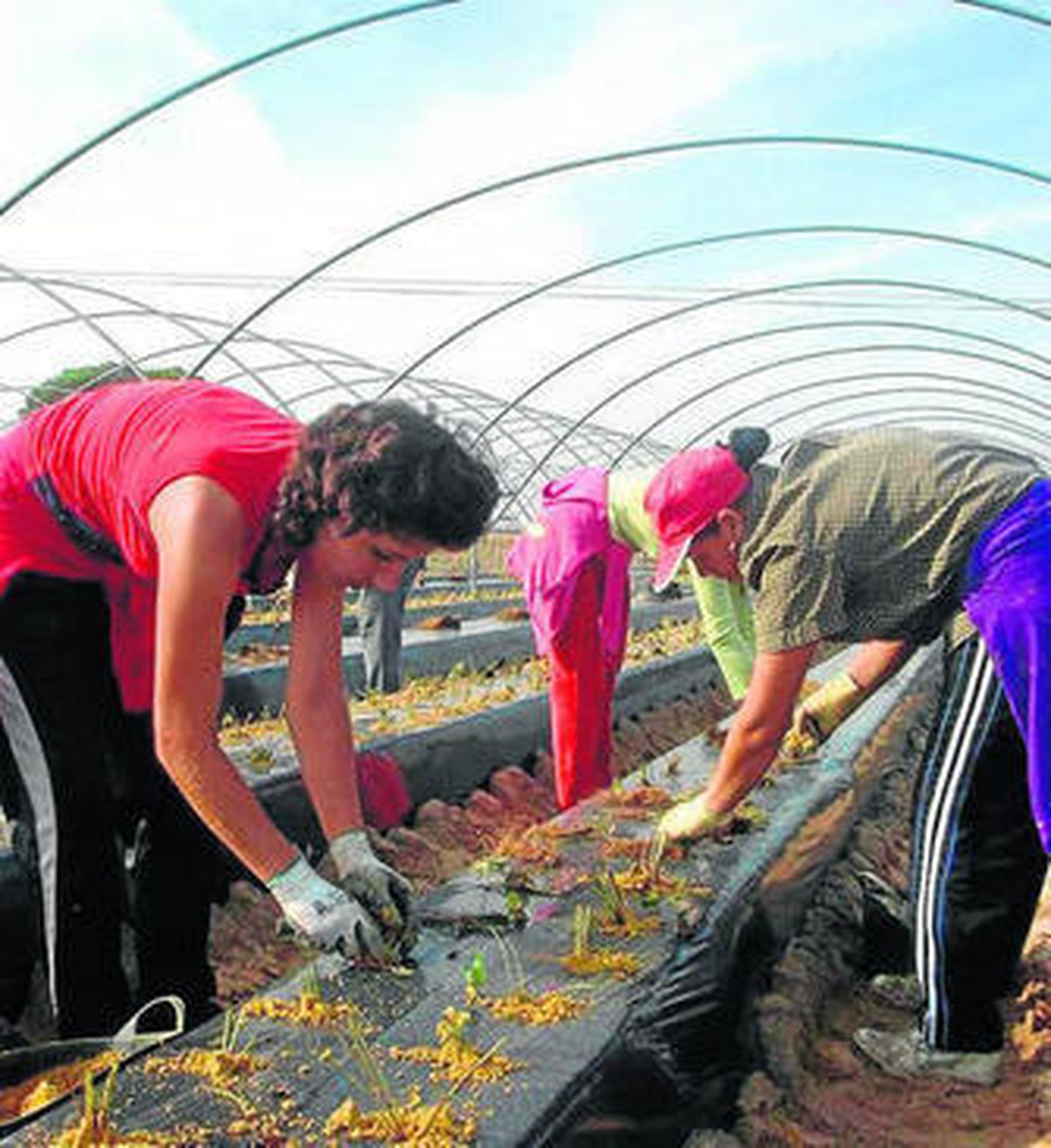 Trabajadores de la cooperativa, durante el proceso de plantación.