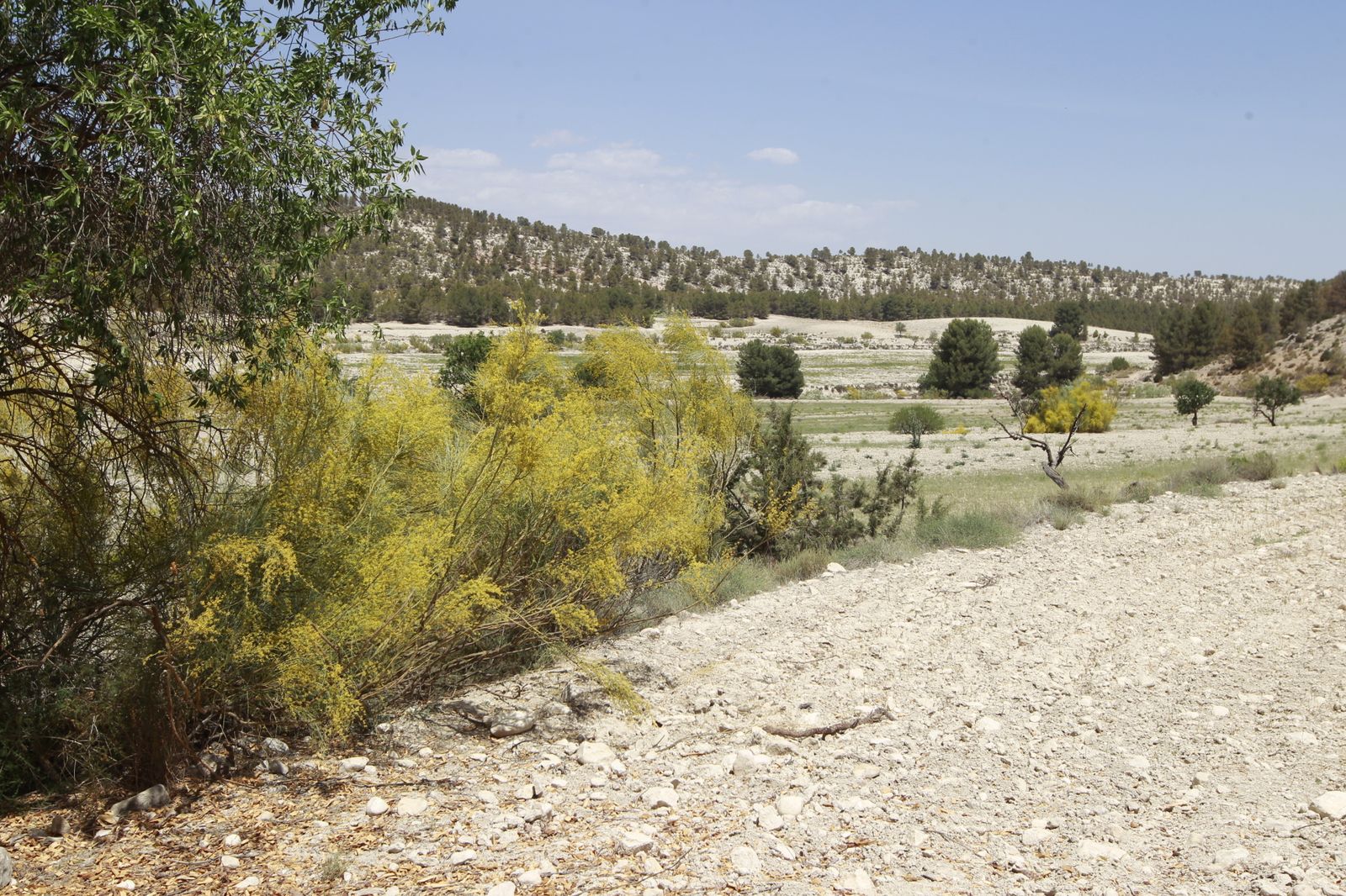 Imágenes de la sequía que golpea con dureza la producción de cereal en Los Vélez