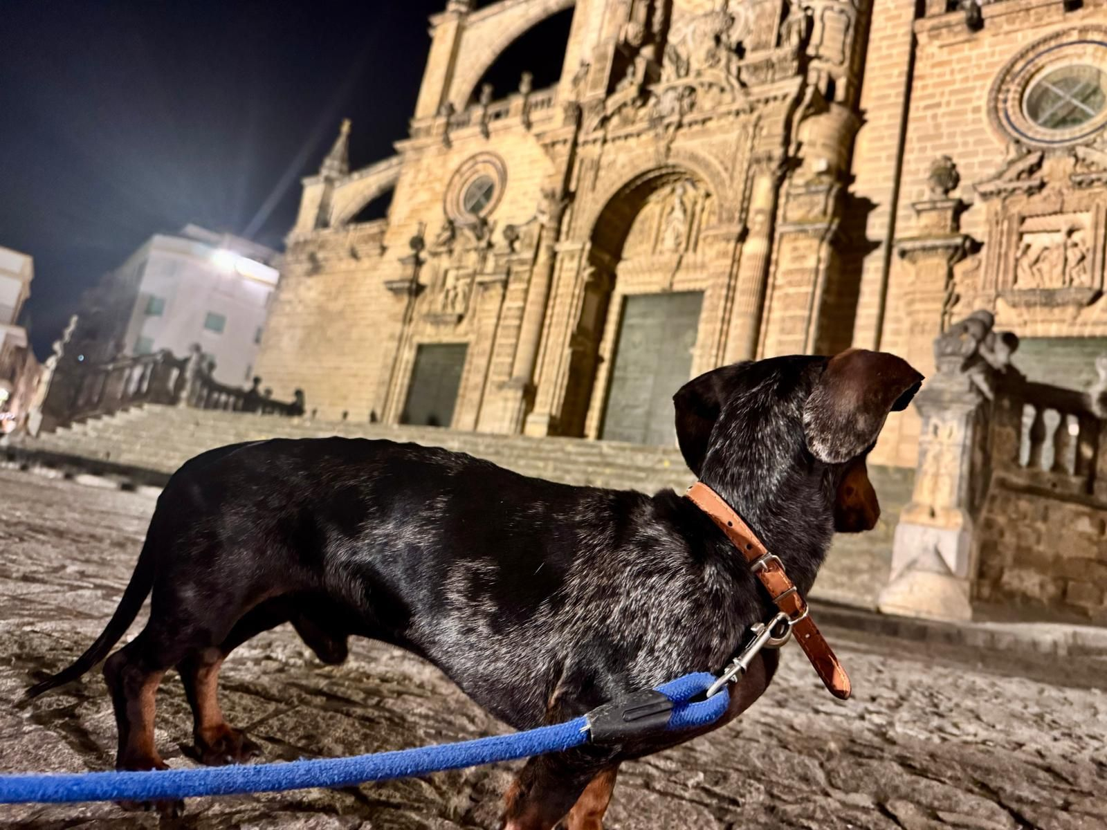 Perro paseando cerca de la catedral de Jerez.