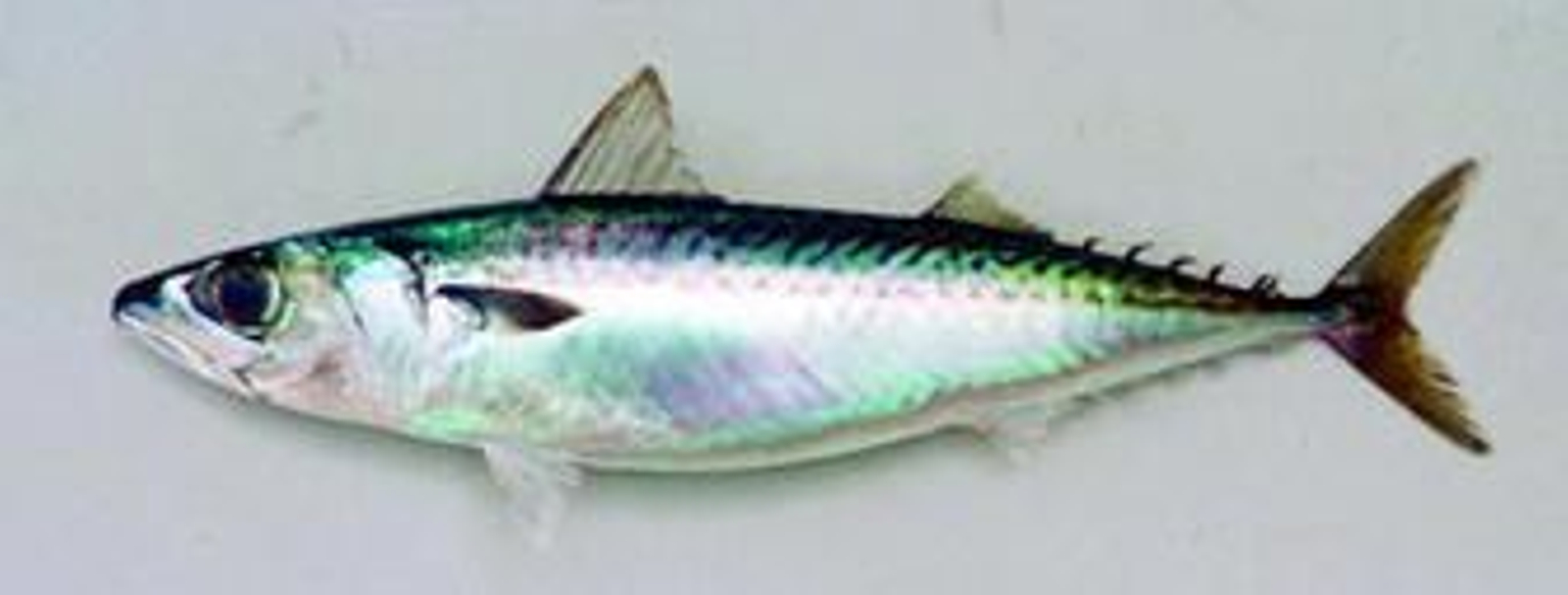 ¡Vaya con la caballa!