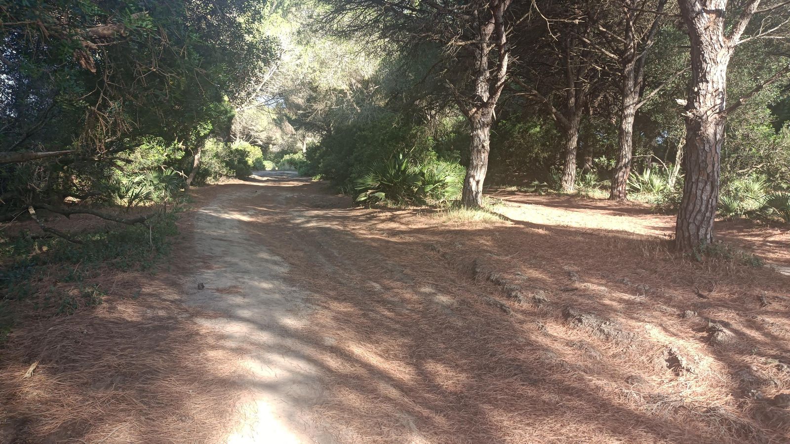 Los sotos de pinares van imponiéndose poco a poco.