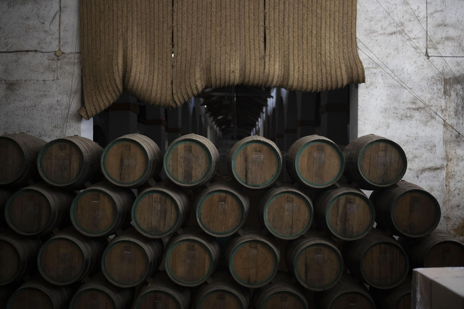 Imágenes de la vendimia en el Condado de Huelva