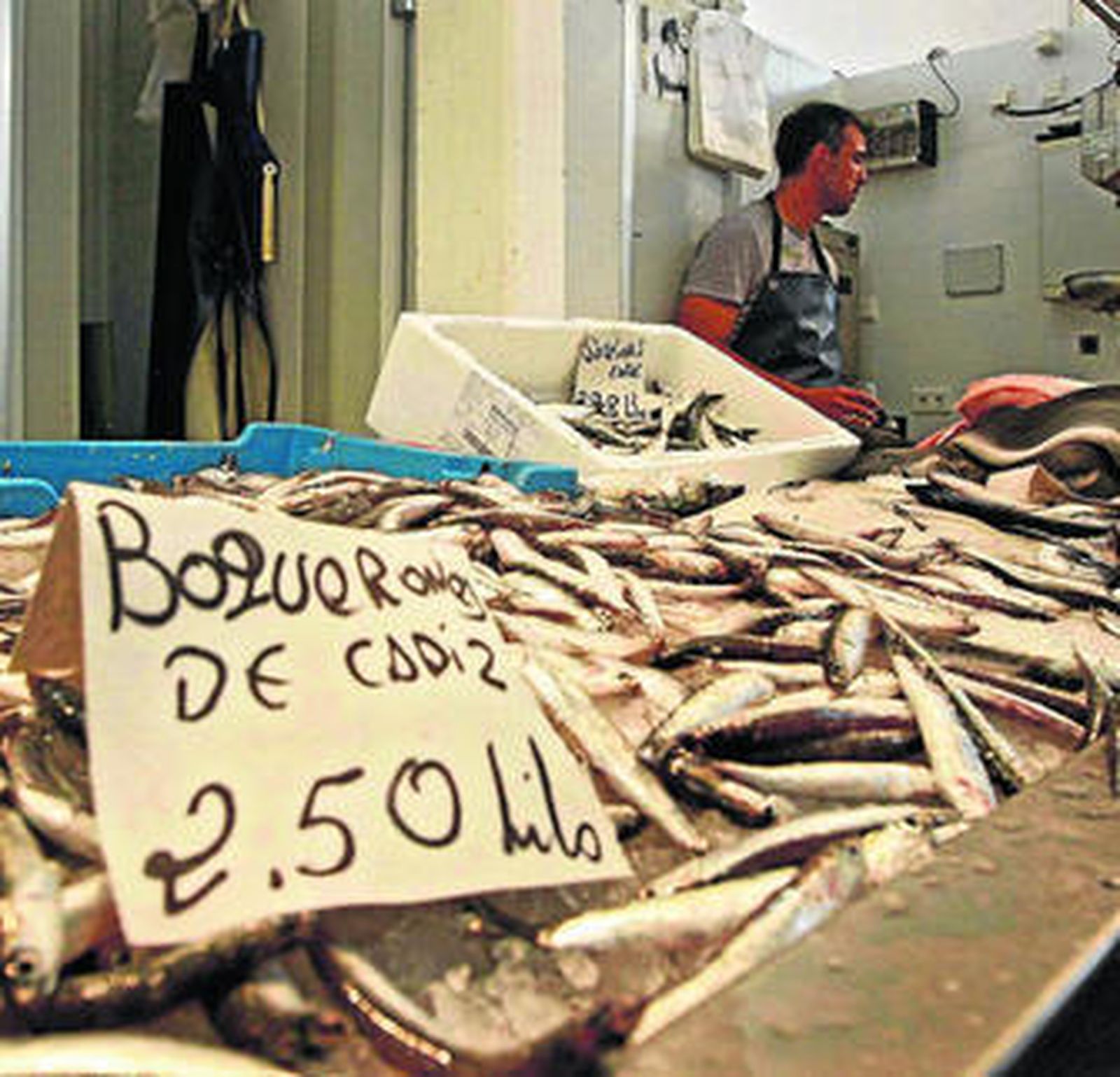 Boquerones capturados en el Golfo de Cádiz, con un etiquetado extraoficial hace unos meses.