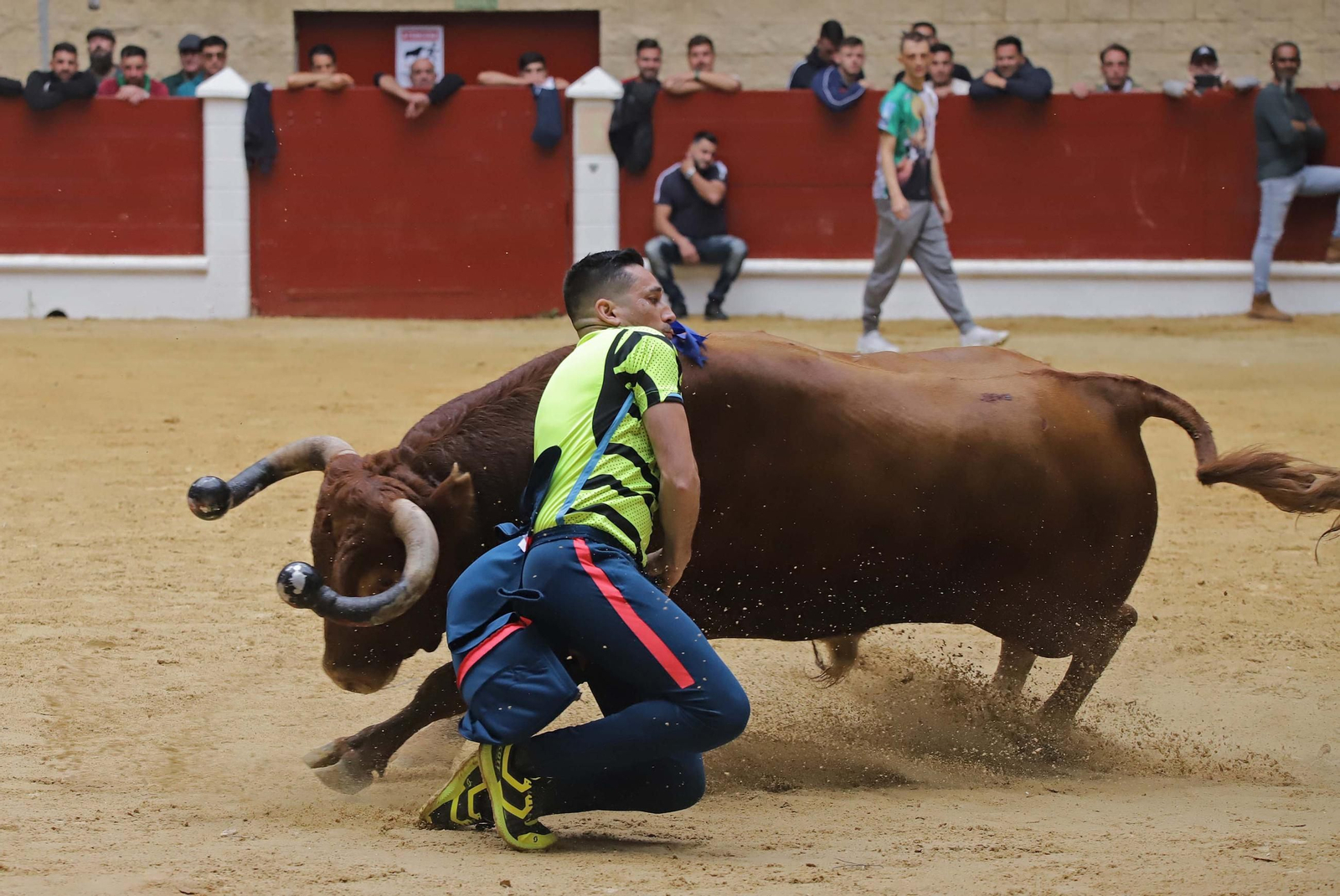 Fotos de los encierros del domingo del Toro Embolao en Los Barrios