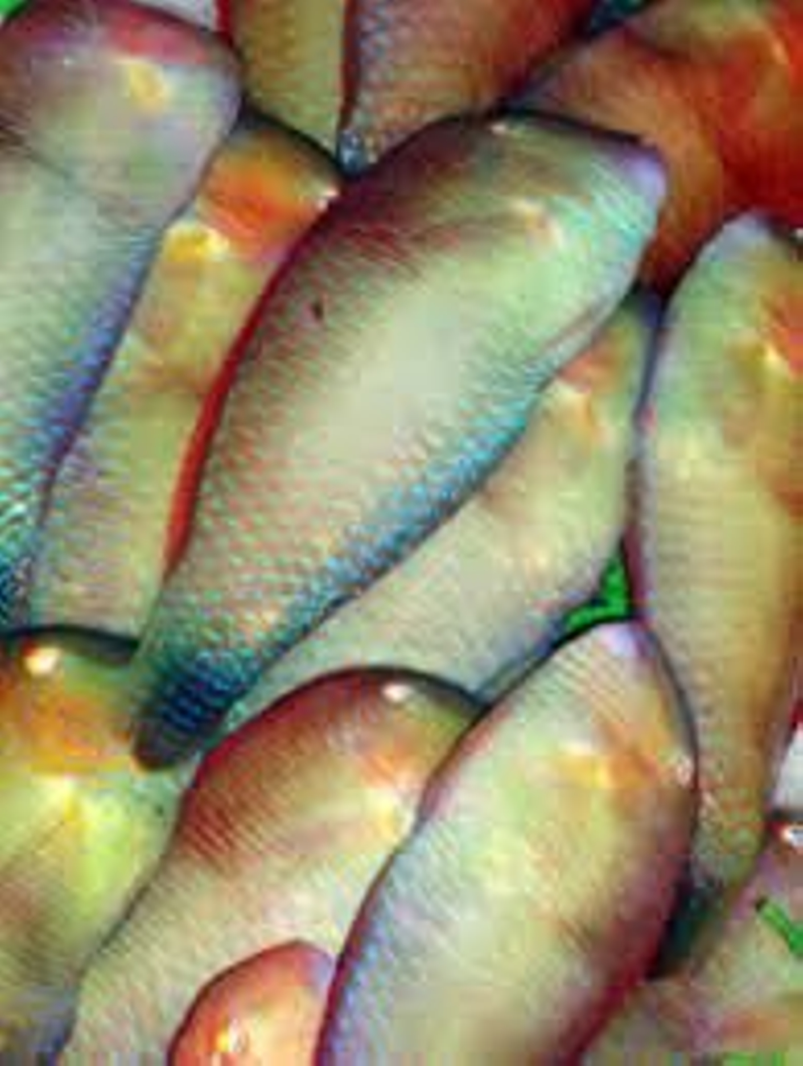 Machos del pez galán.