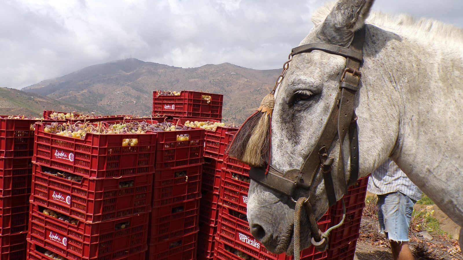La vendimia en la Axarquía, en imágenes