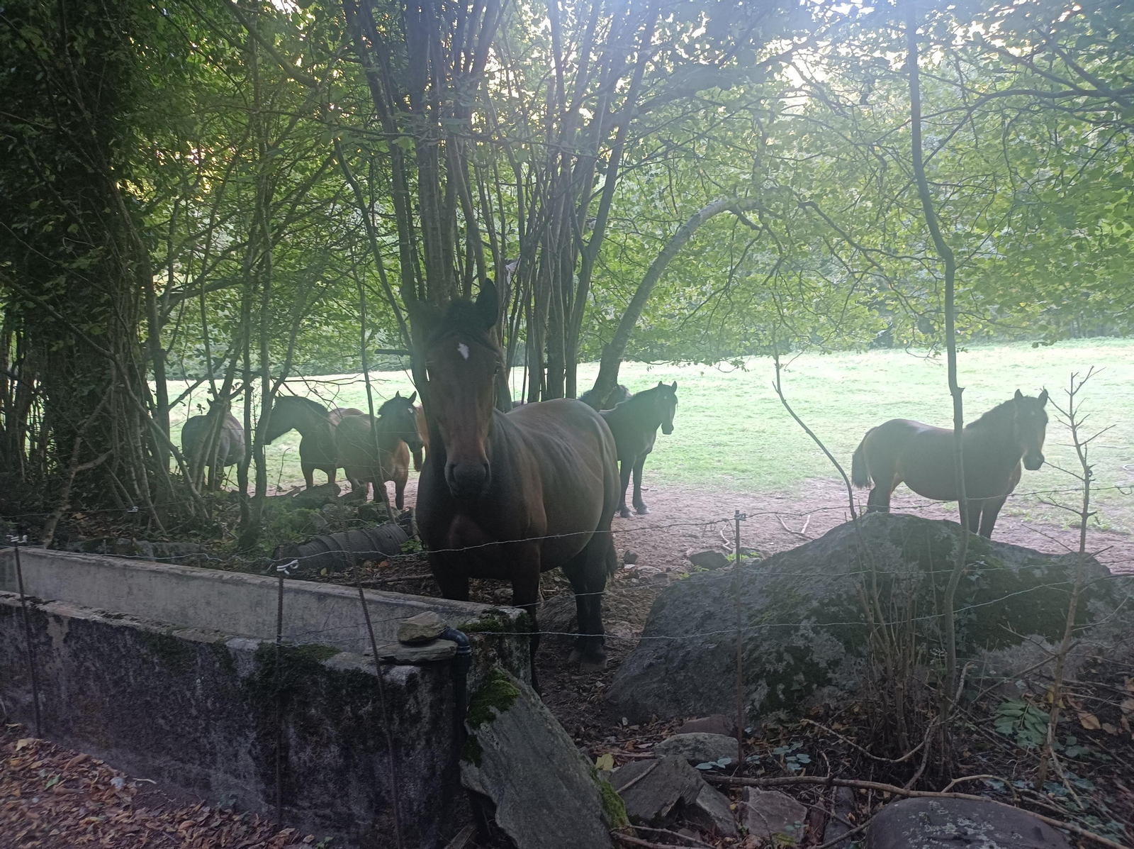 En el tramos más abrupto de la etapa, veremos caballos.