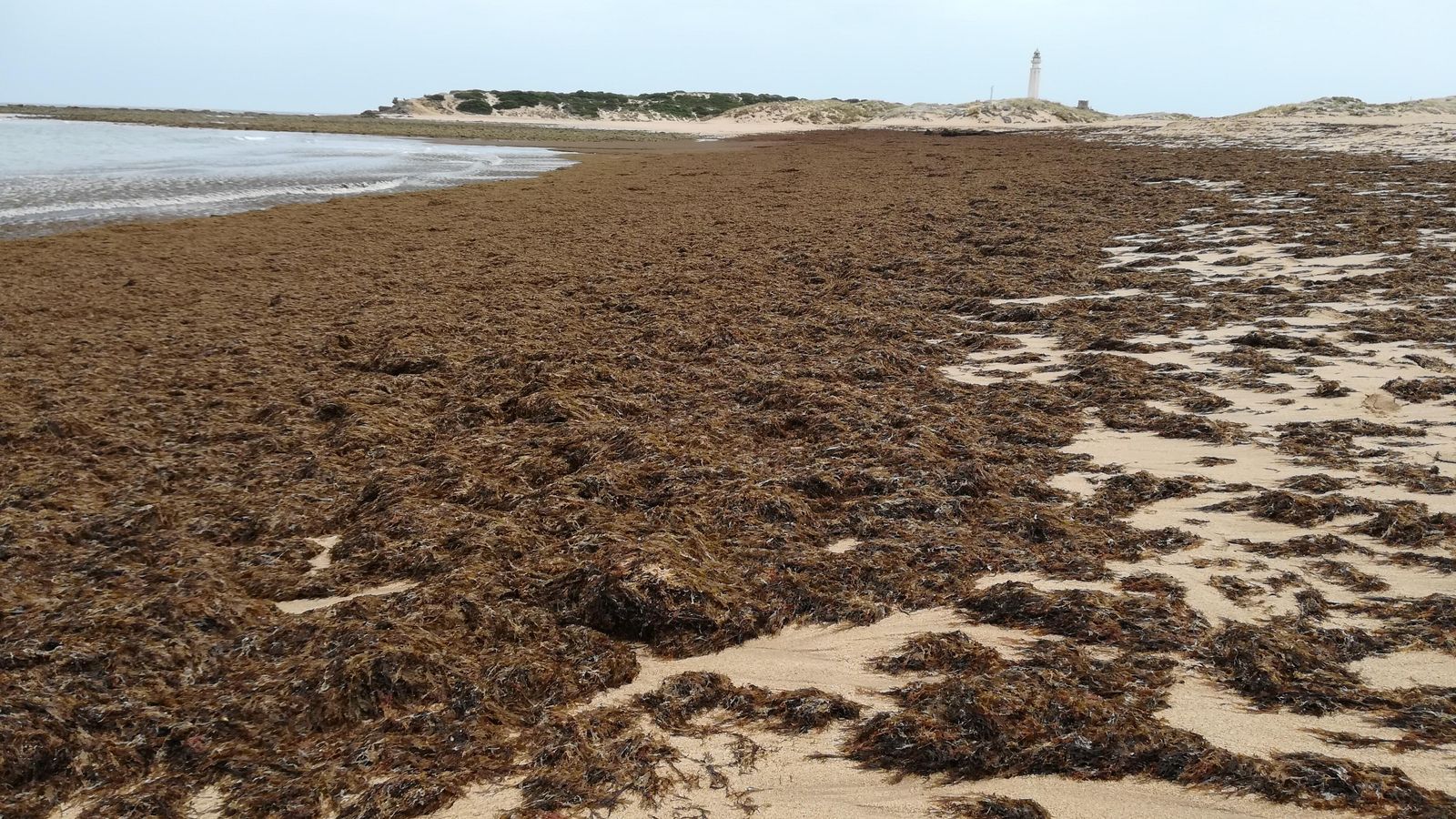 Arribazones en playa.