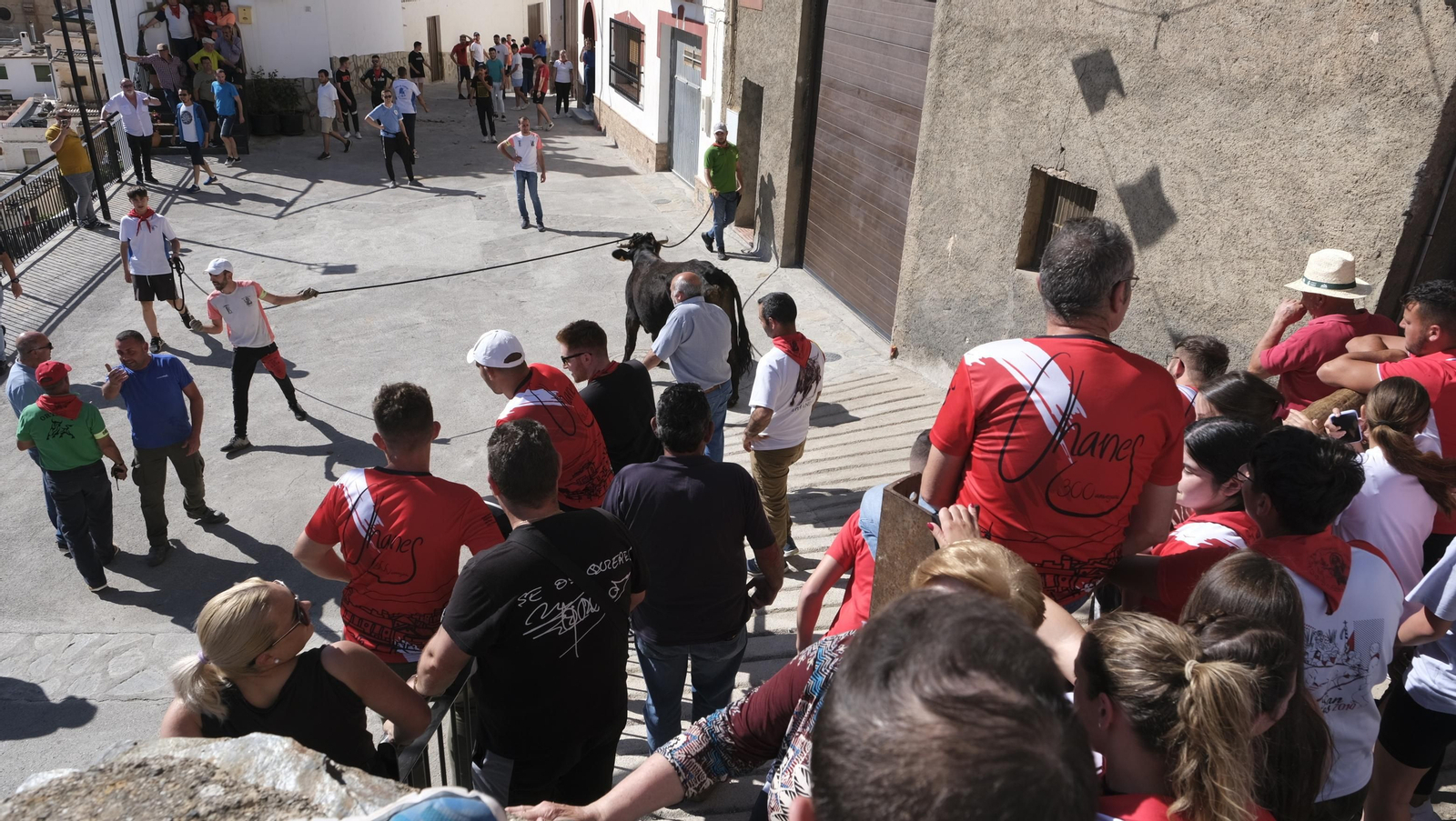 Imágenes de los toros ensogaos y San Marcos, en las Fiestas de Ohanes