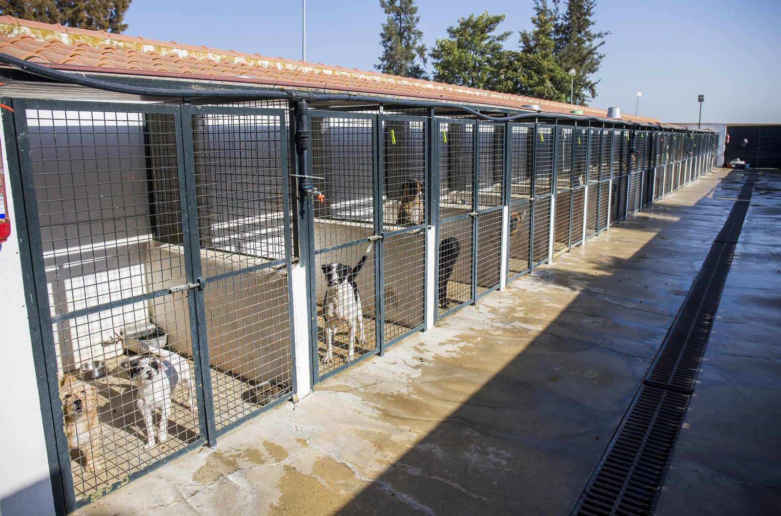 Centro de acogida de animales. Centro de acogida de animales.
