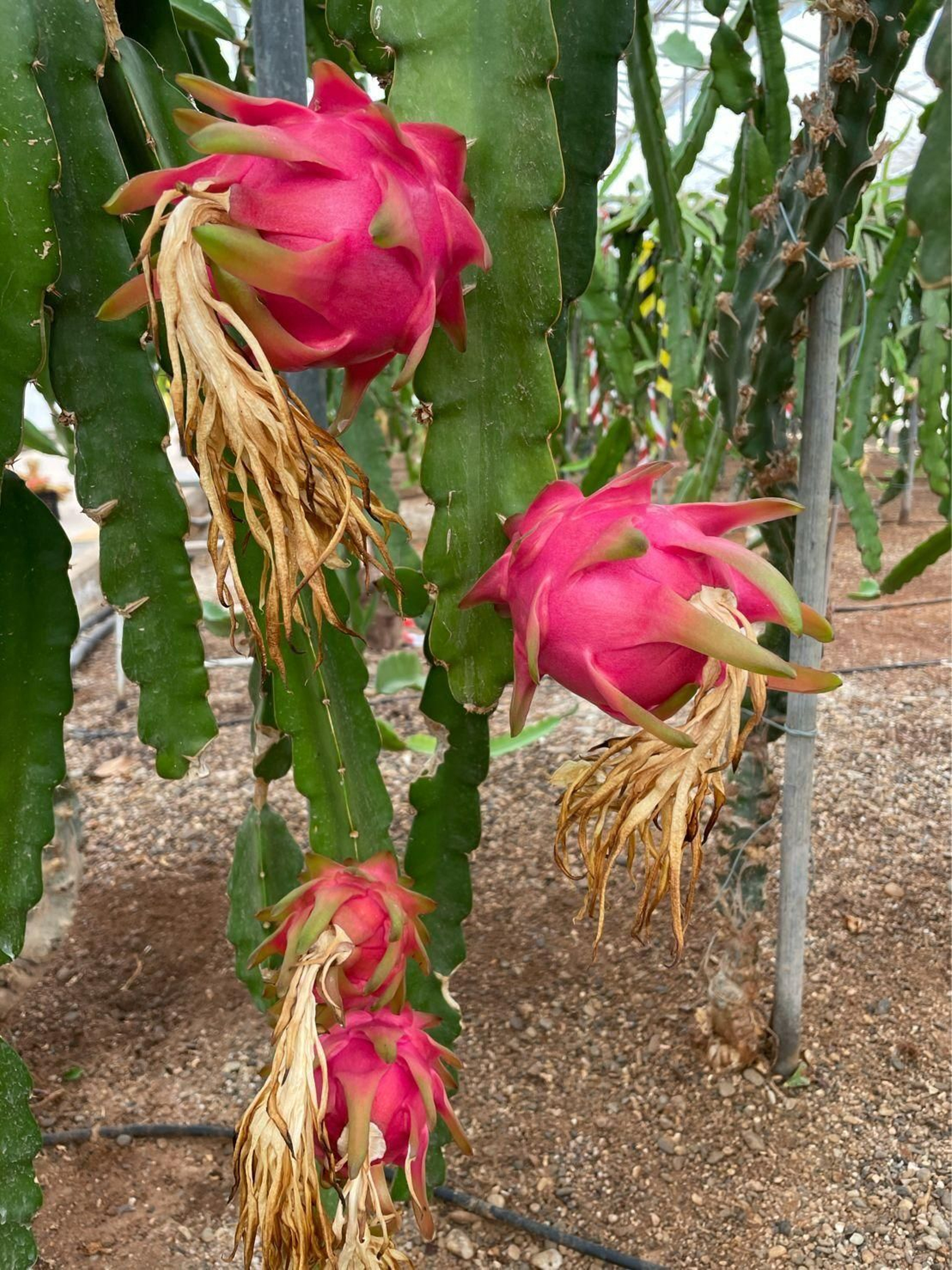 Su aspecto tosco dista de su contenido, una fruta rica en agua que sacia