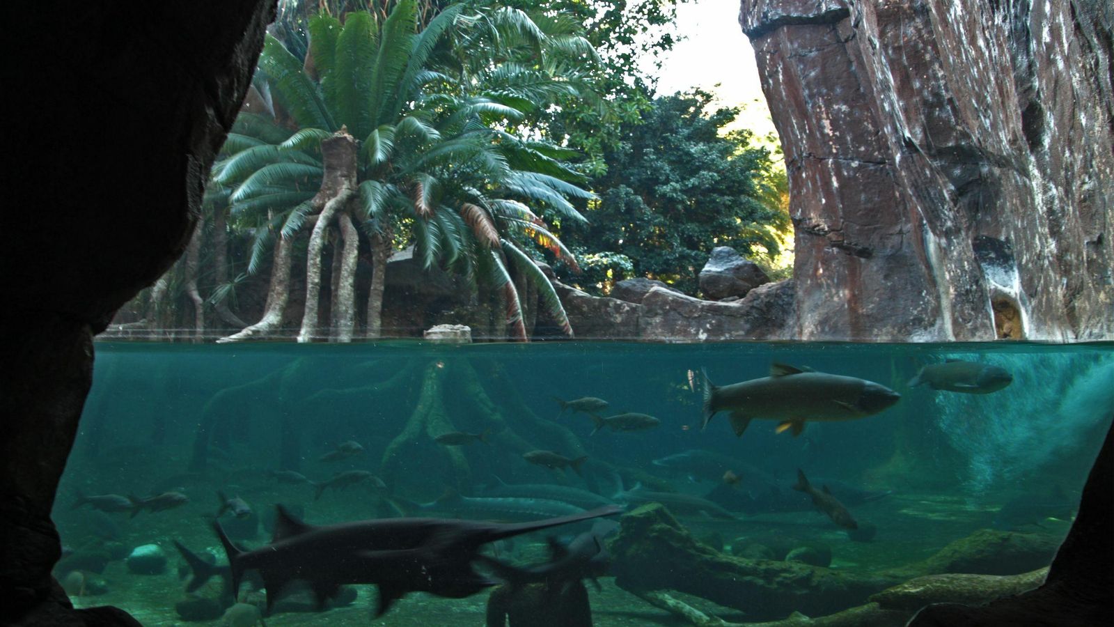 El Bioparc de Fuengirola también tiene un plan especial para tu cumpleaños.