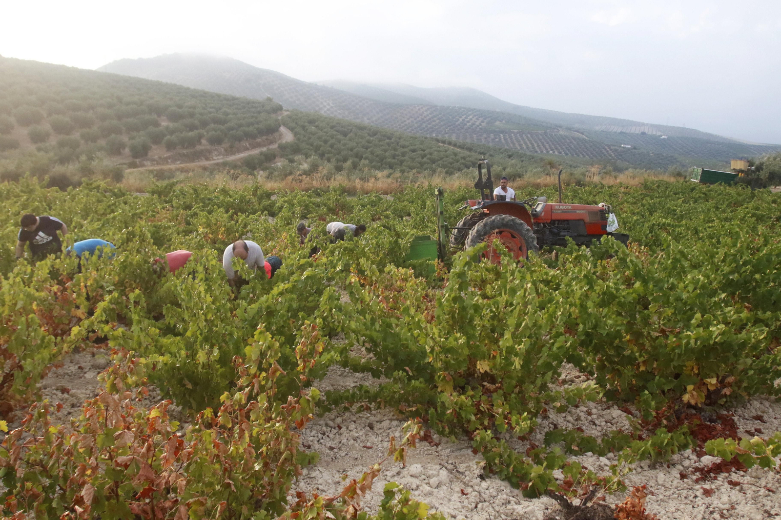 La vendimia en Montilla-Moriles, en fotografías