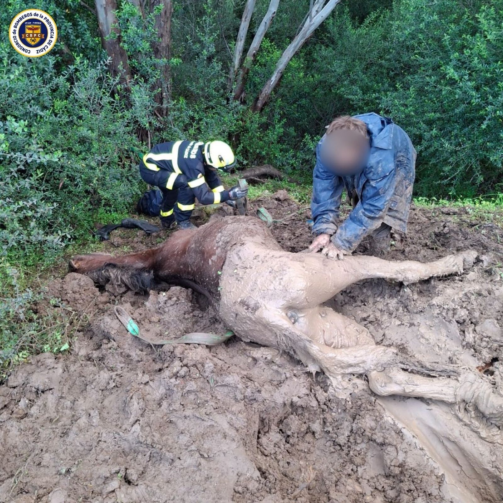 El animal rescatado, fuera del agujero.