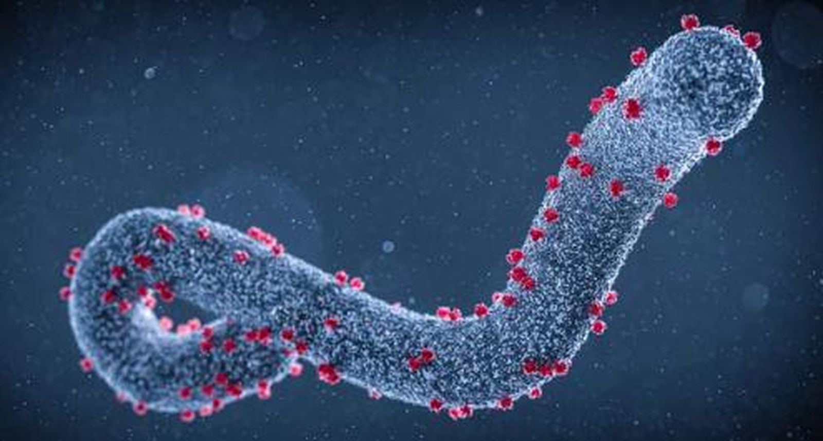 Se activa la alerta de enfermedades hemorrágicas por un posible caso de virus de Marburgo en Santander