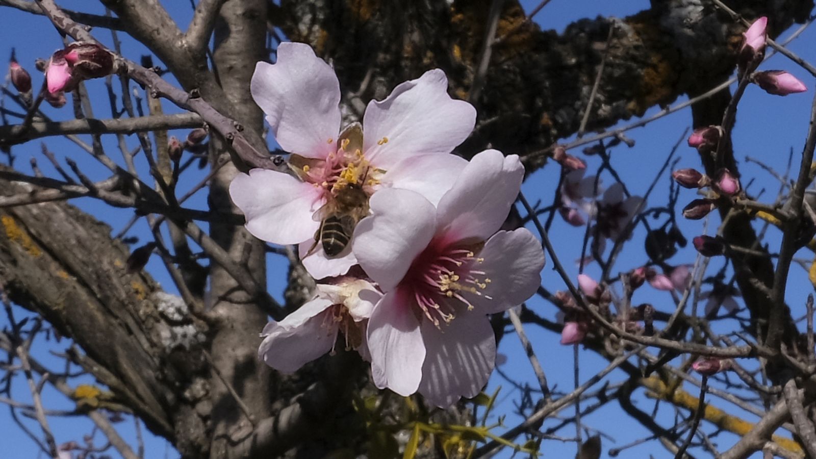 Abejas realizando su trabajo de polinización mientras buscan alimento.