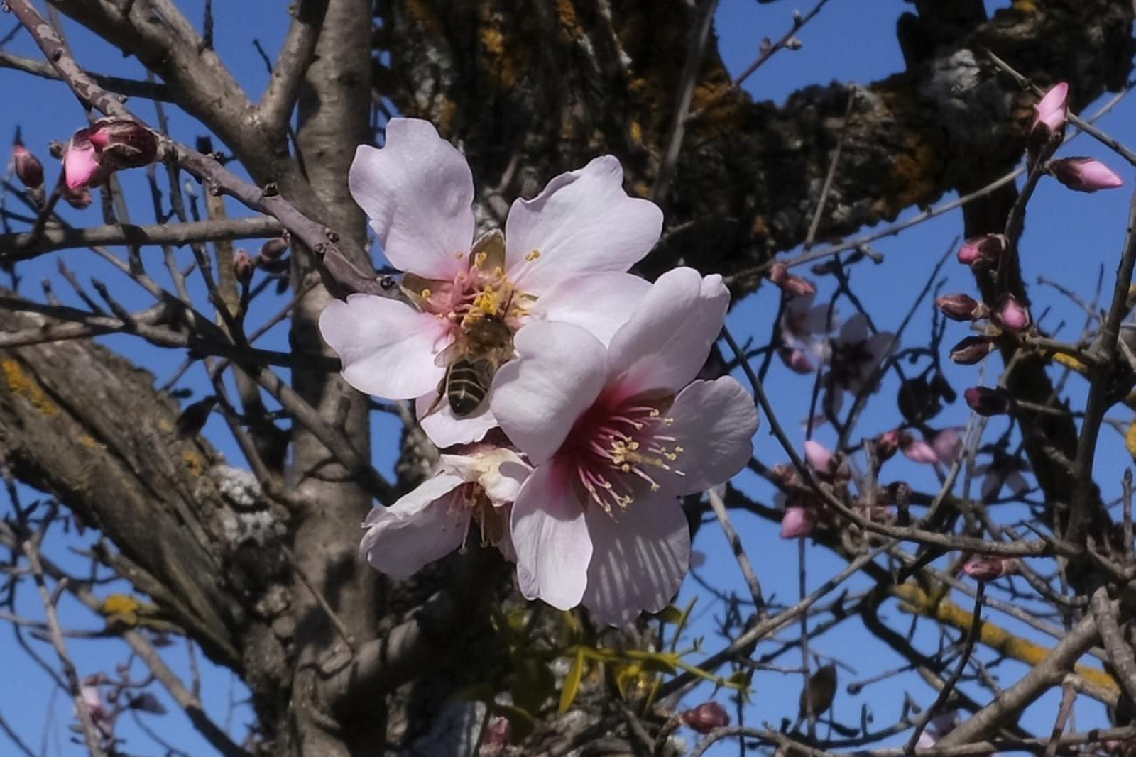 Una abeja, en una flor de almendro.