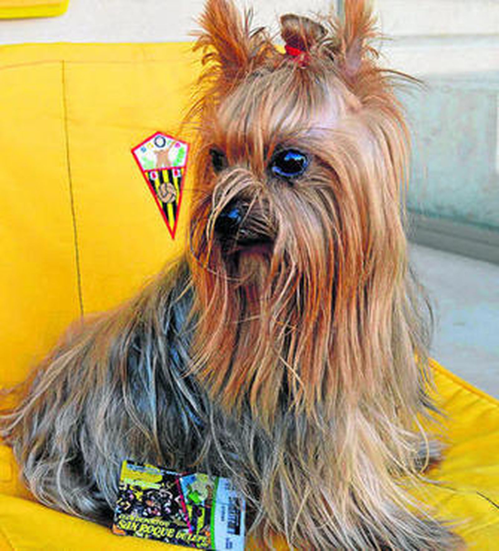 Lecquio, en su asiento de tribuna con el carnet entre las patas.