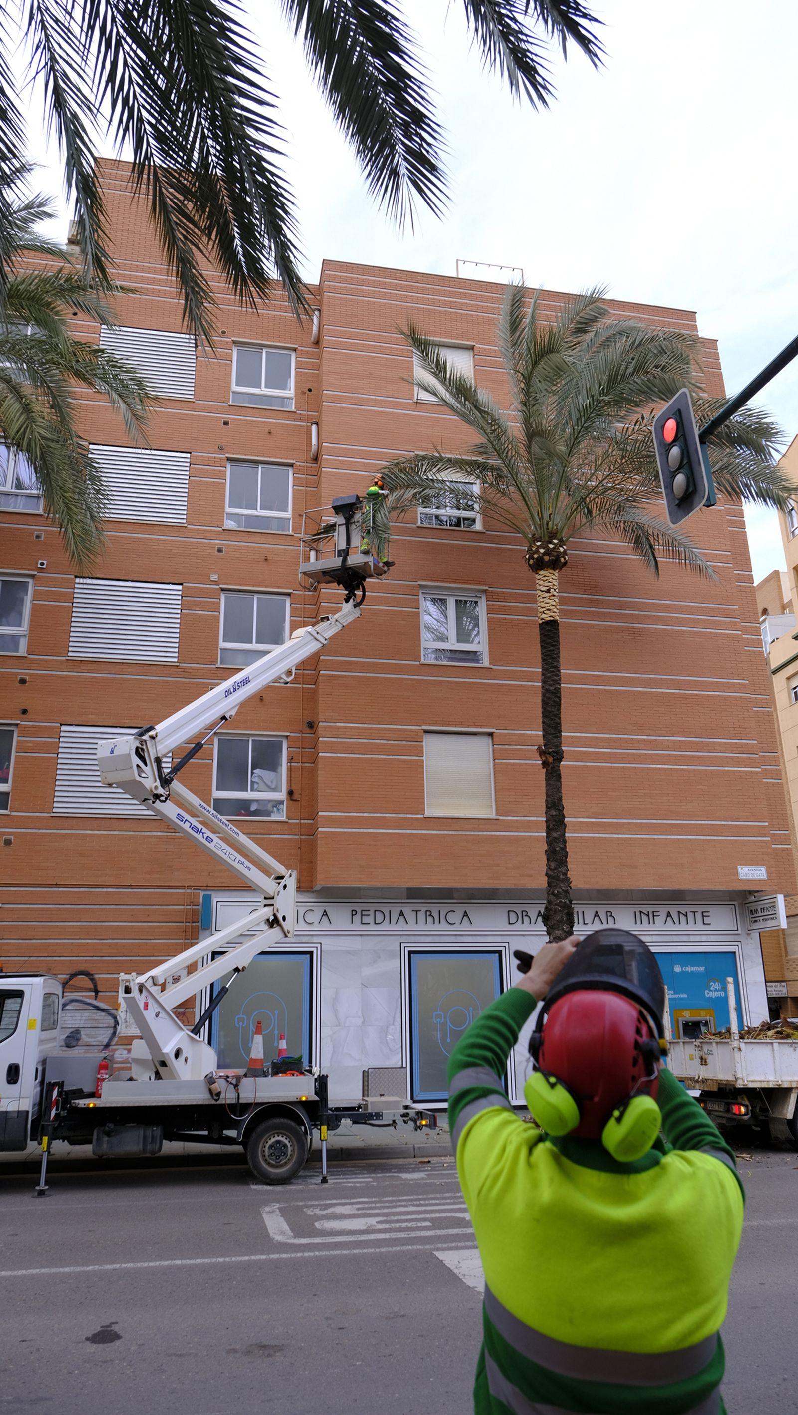 Fotogalería de la poda e inspección de las palmeras de la Avenida Cabo de Gata. Almería.