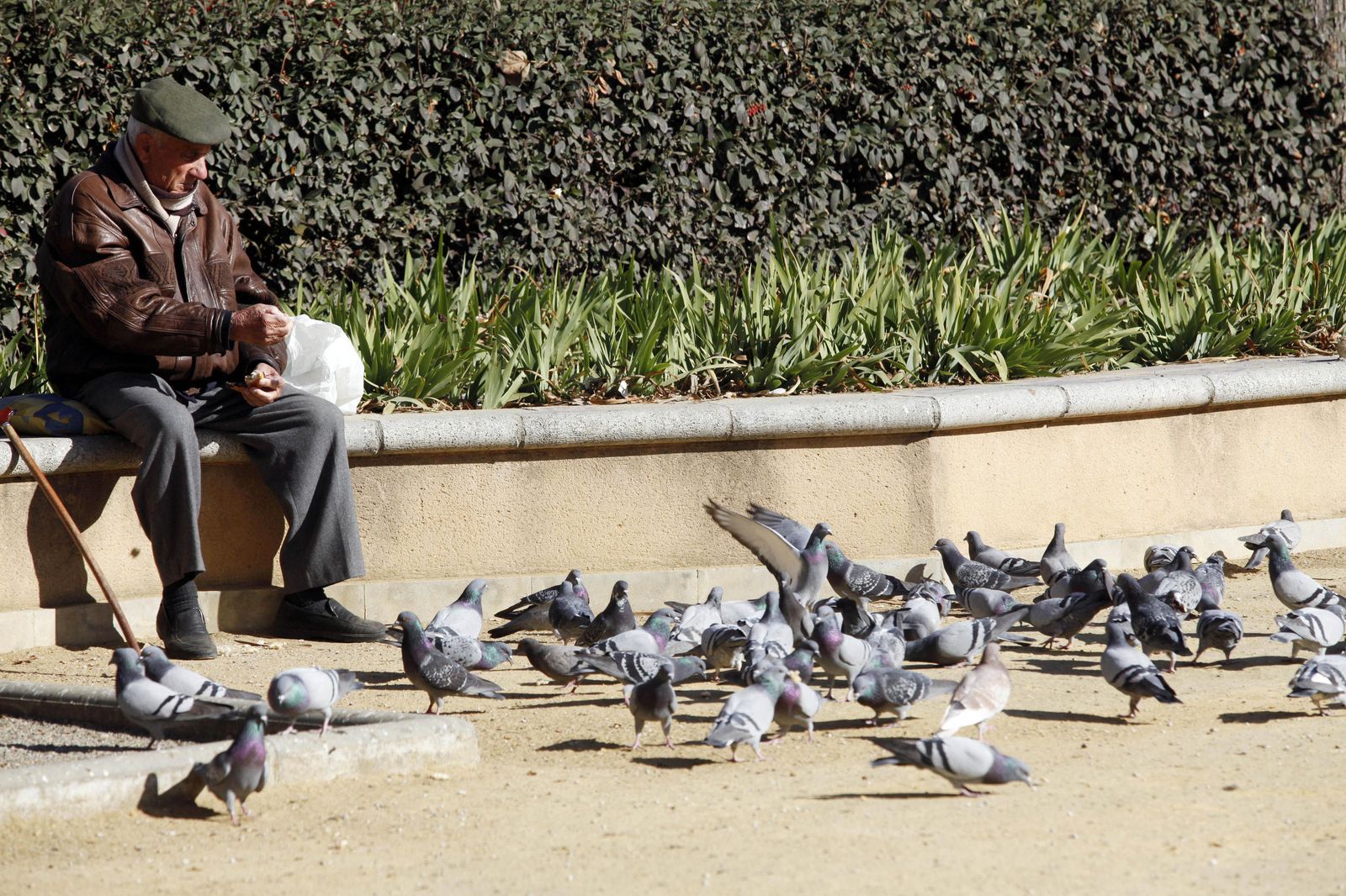 Tampoco estará permitido dar de comer a las palomas en la calle.