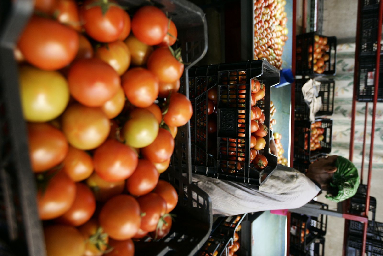 El tomate ha firmado una buena campaña este año.