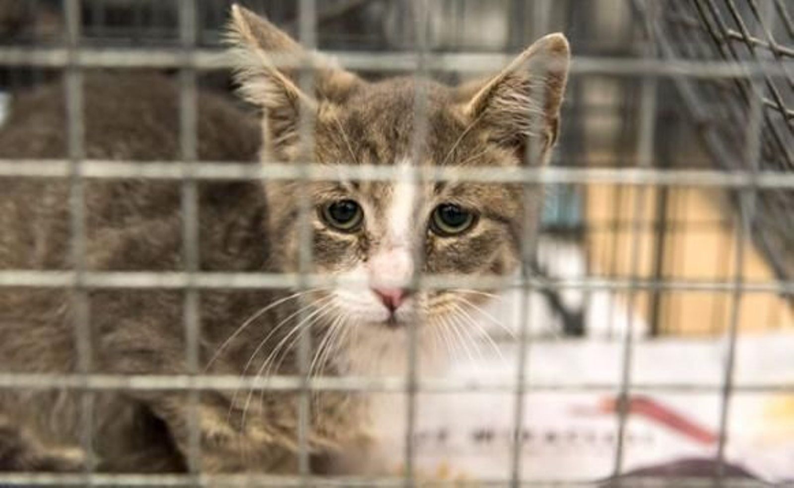 Liberan a más de 1000 gatos de una red de tráfico que pretendía vender la carne como si fuera de cerdo o cordero