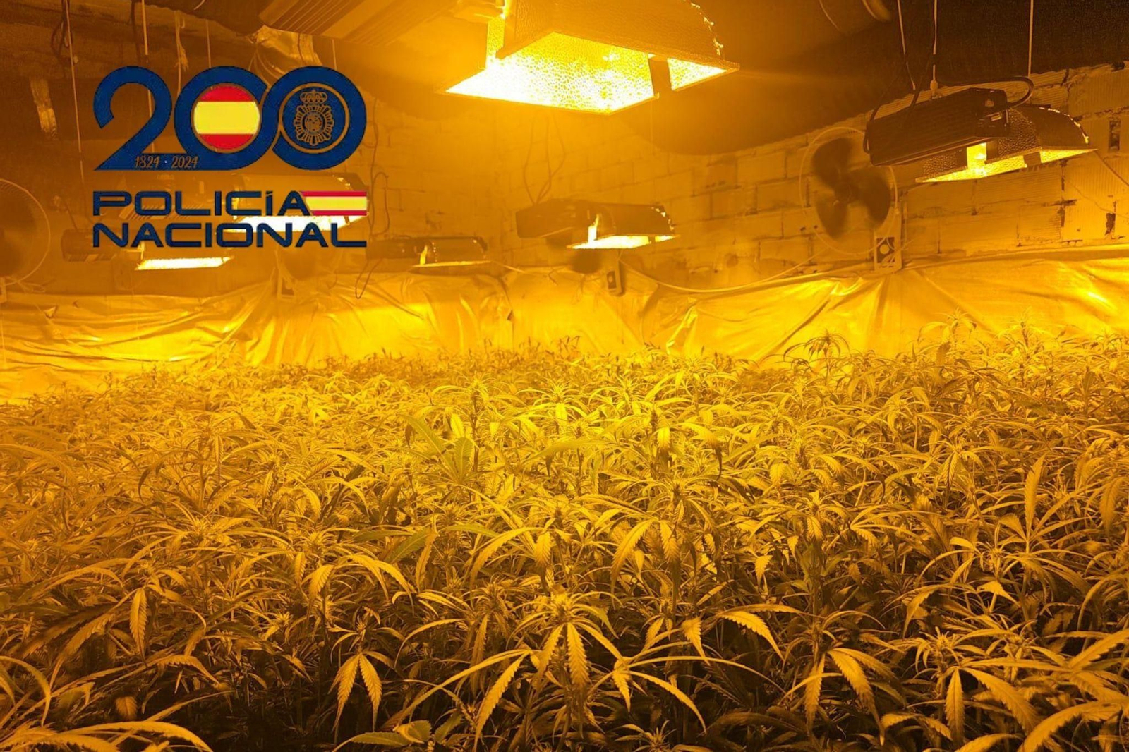 Plantación de marihuana desmantelada en Sanlúcar de Barrameda