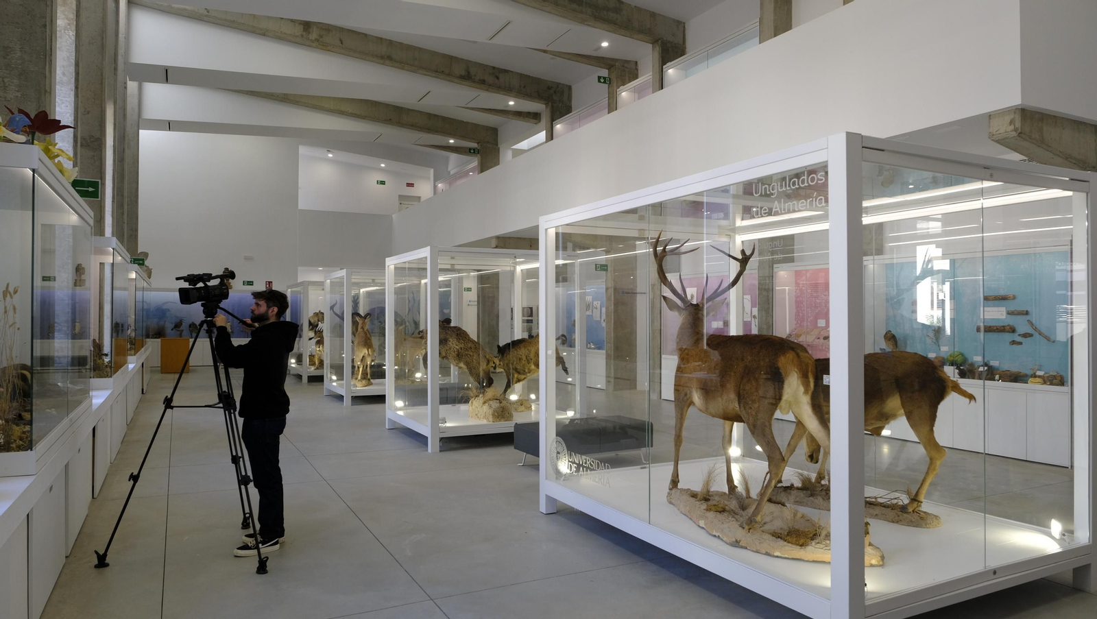 Descubre en estas fotos las maravillas que esconde el Pabellón de Historia Natural de la UAL
