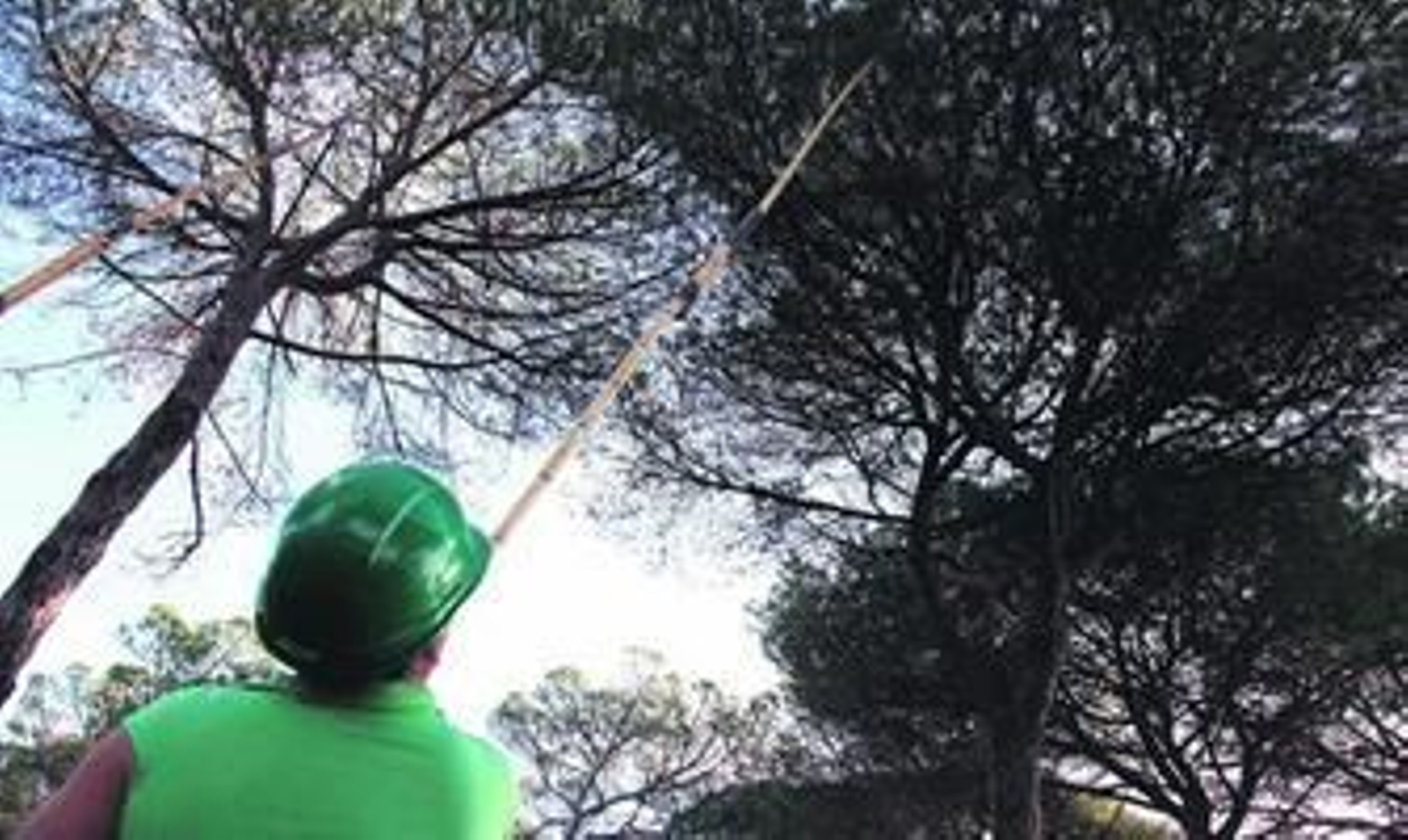 Para recolectar la piña hace falta maña y habilidad pues hay que manejar una vara de entre 8 y 10 metros de larga.